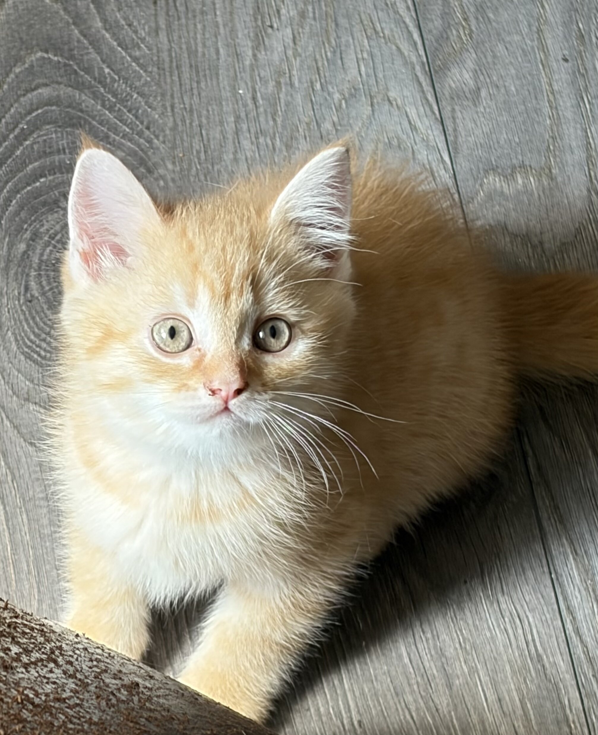 Scottish fold , scottish straight kittens image 8