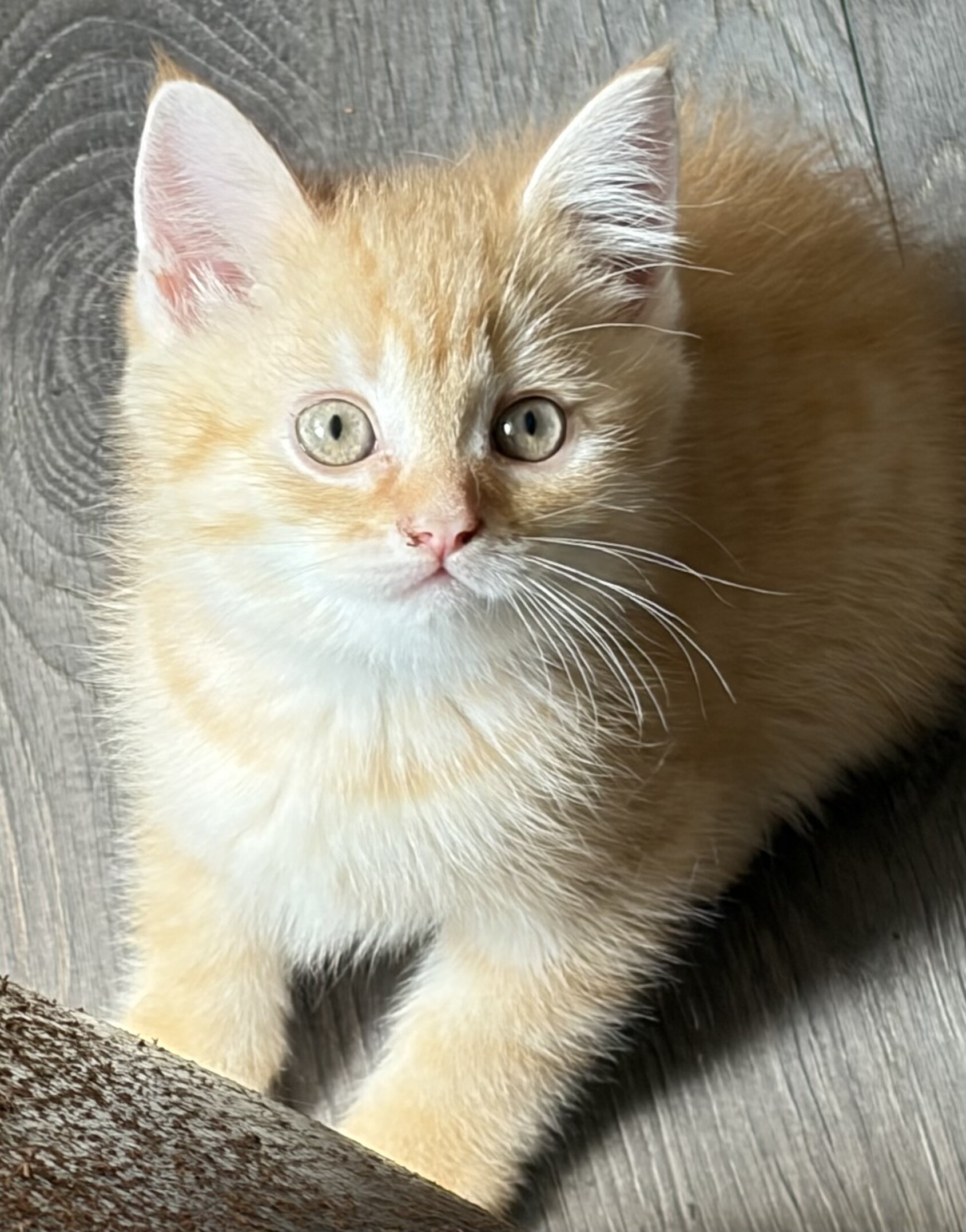 Scottish fold , scottish straight kittens image 2