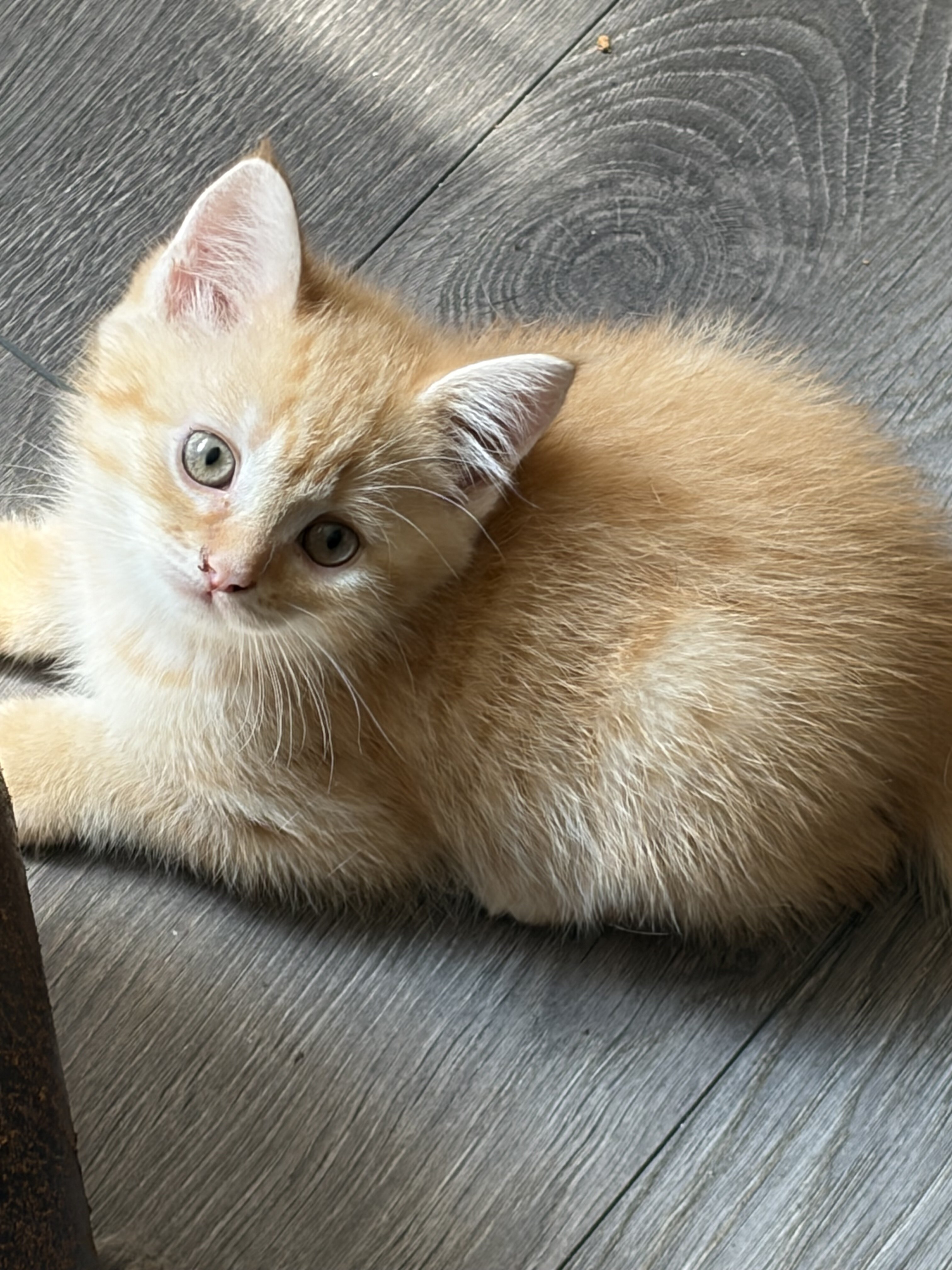 Scottish fold , scottish straight kittens image 6