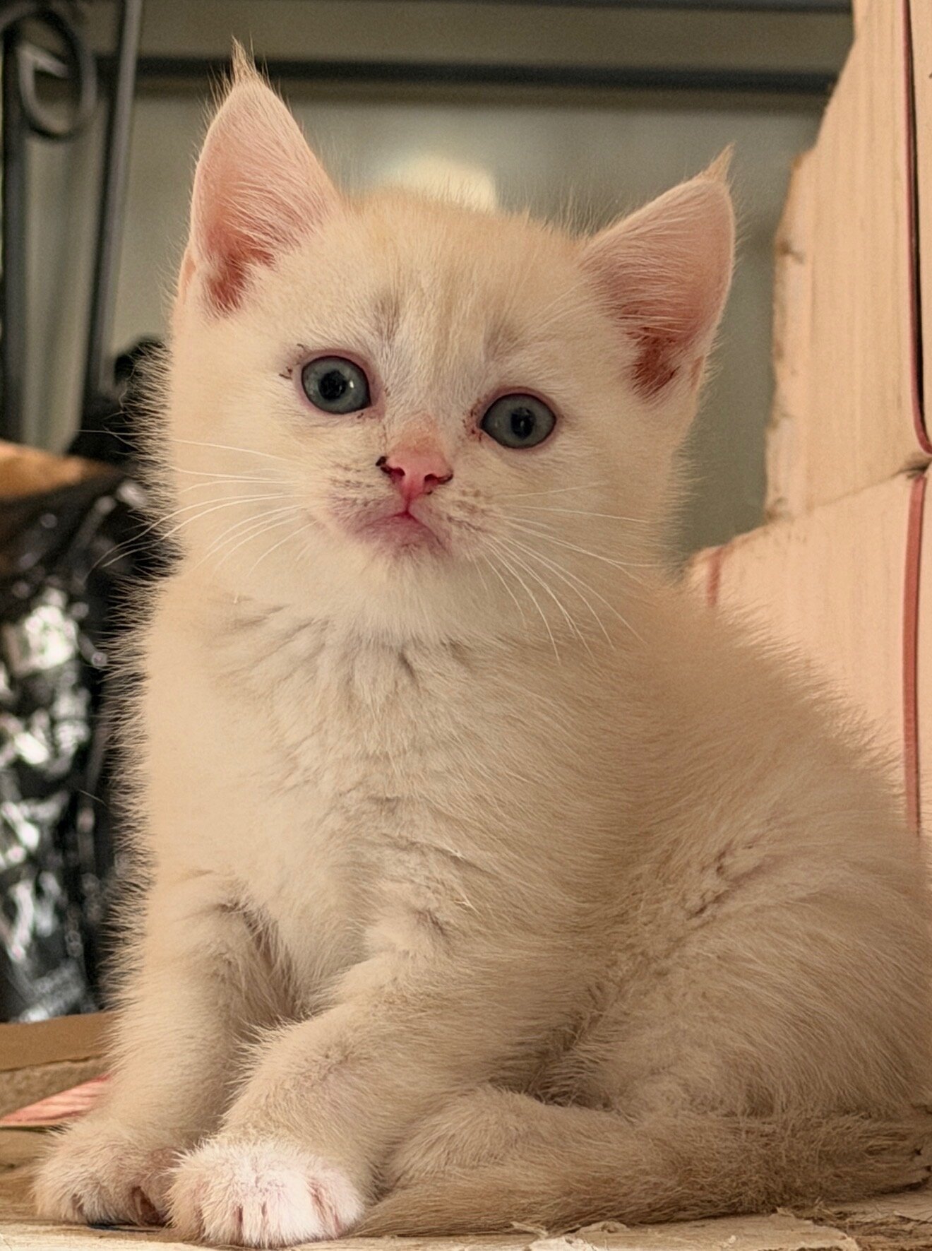 Scottish fold , scottish straight kittens image 10