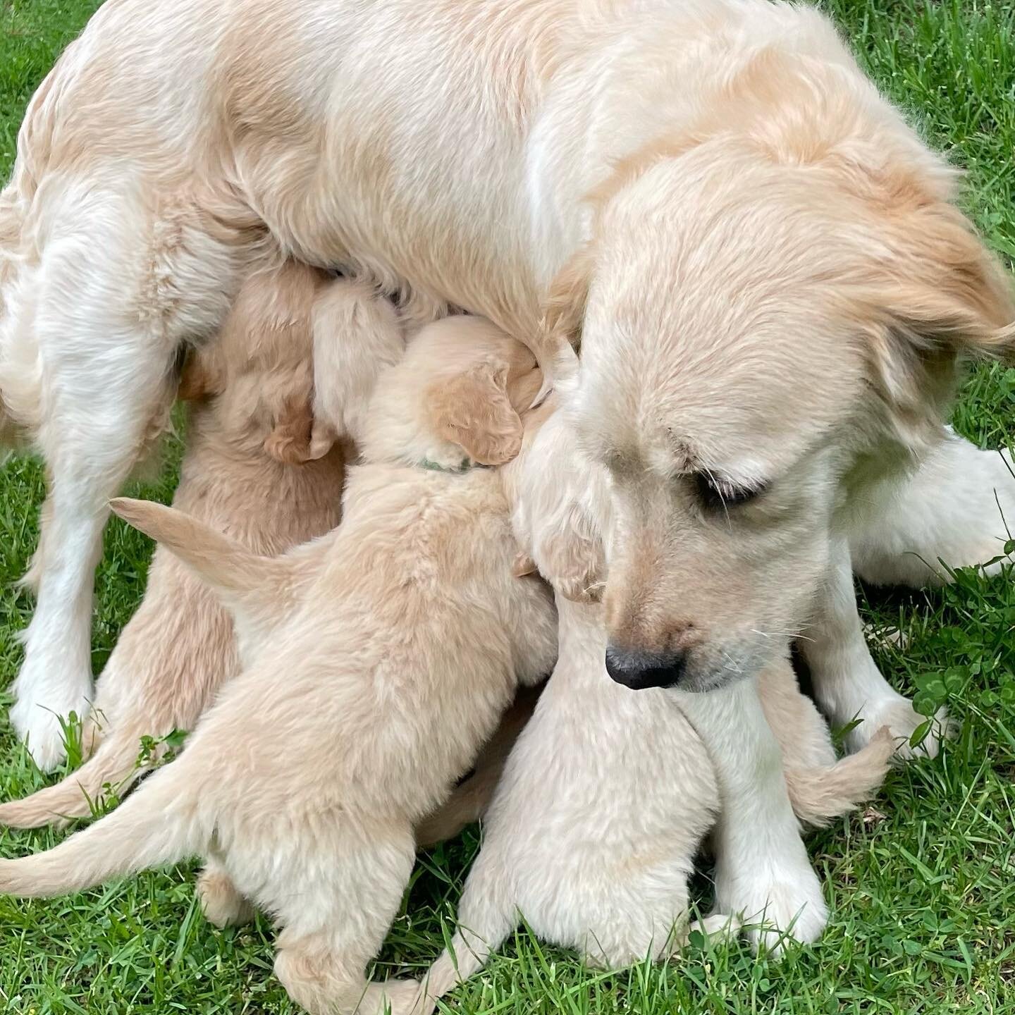 Gorgeous Golden Retriever Puppies image 1