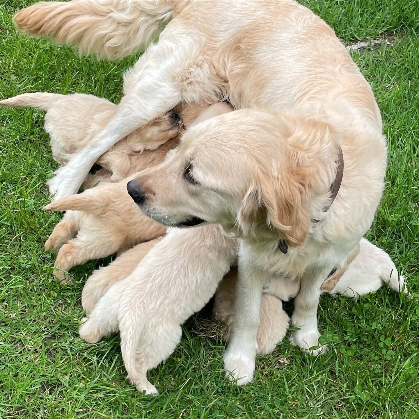 Gorgeous Golden Retriever Puppies image 2