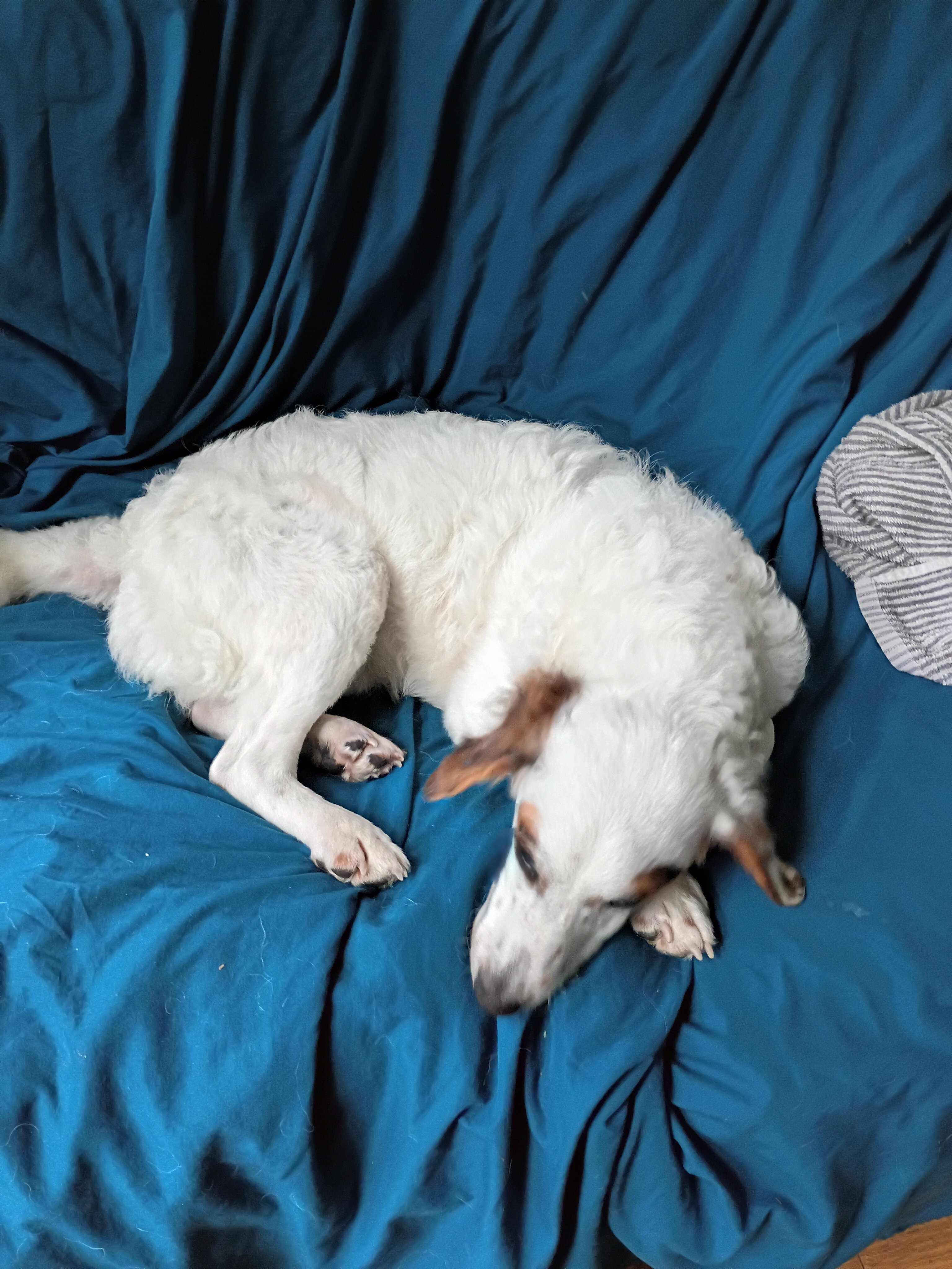 Mini Bernerdoodle image 1
