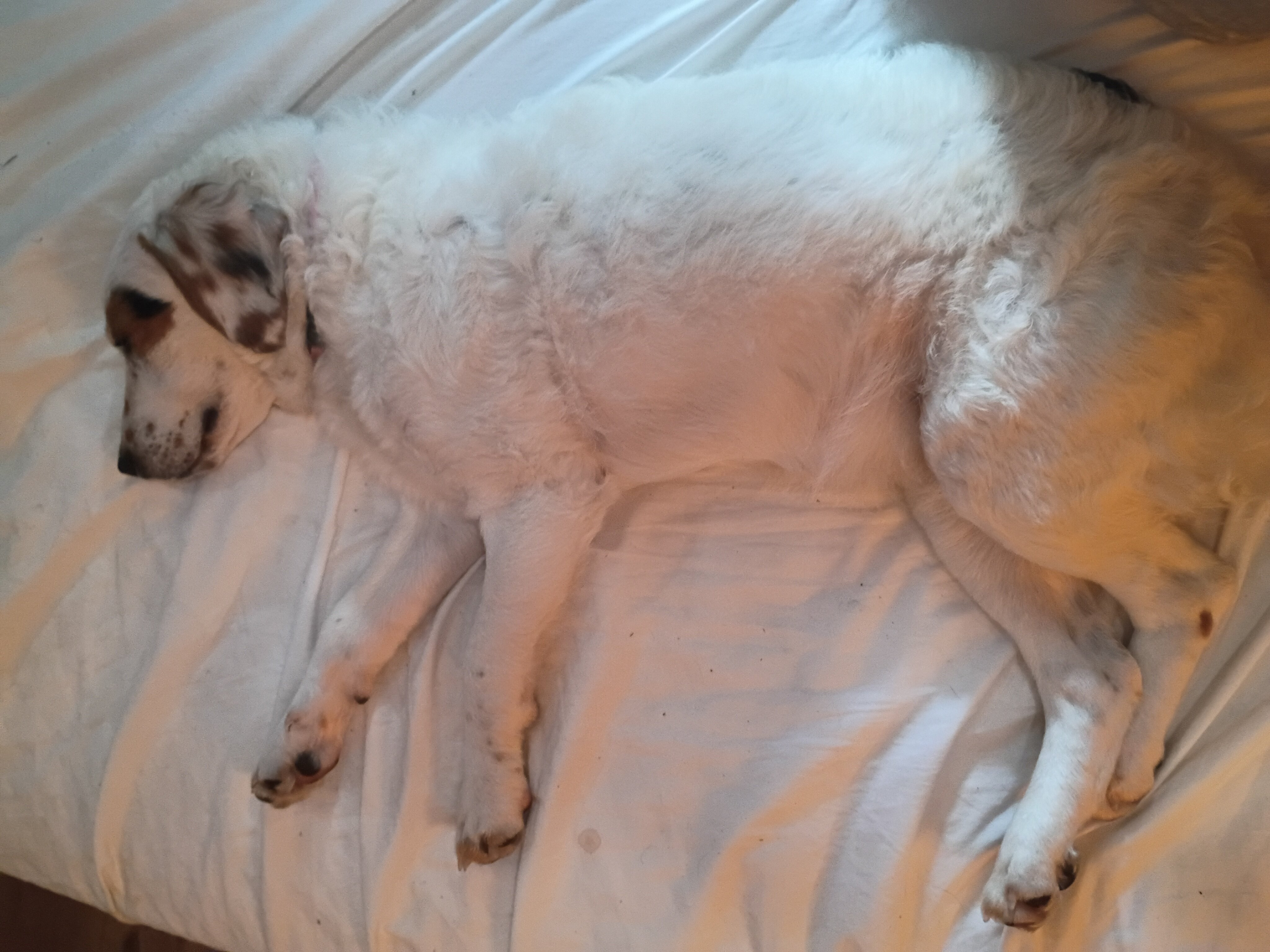 Mini Bernerdoodle image 3