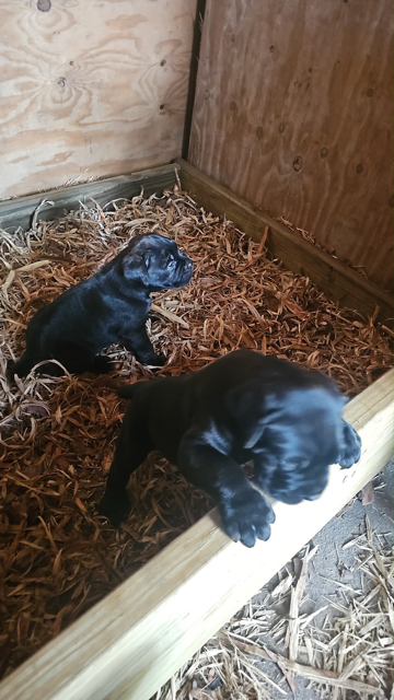 🐾 CANE CORSO / MASTINO ITALIANO PUPPIES AVAILABLE image 8