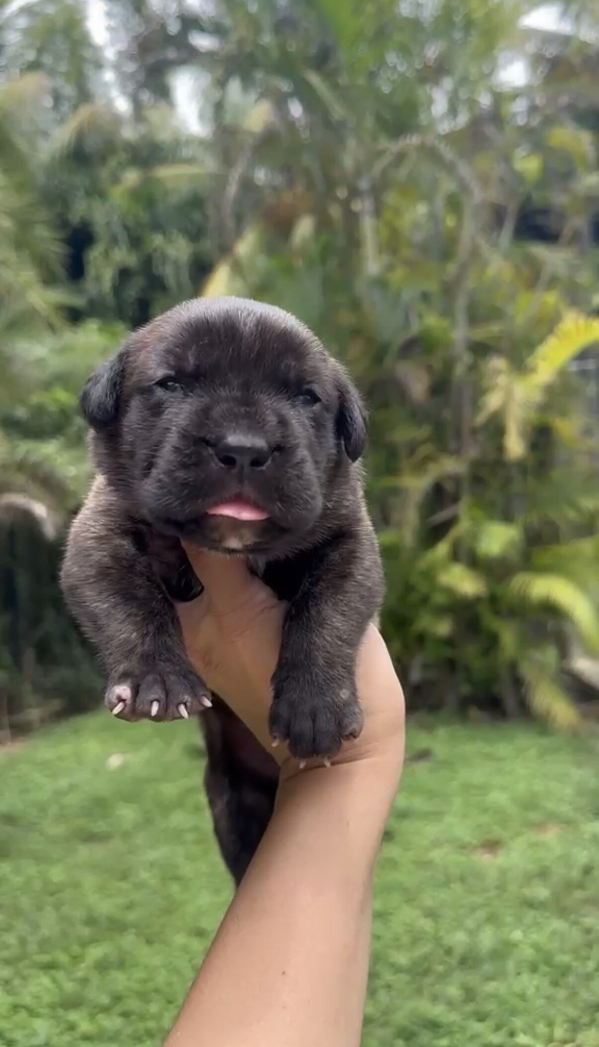 🐾 CANE CORSO / MASTINO ITALIANO PUPPIES AVAILABLE image 7
