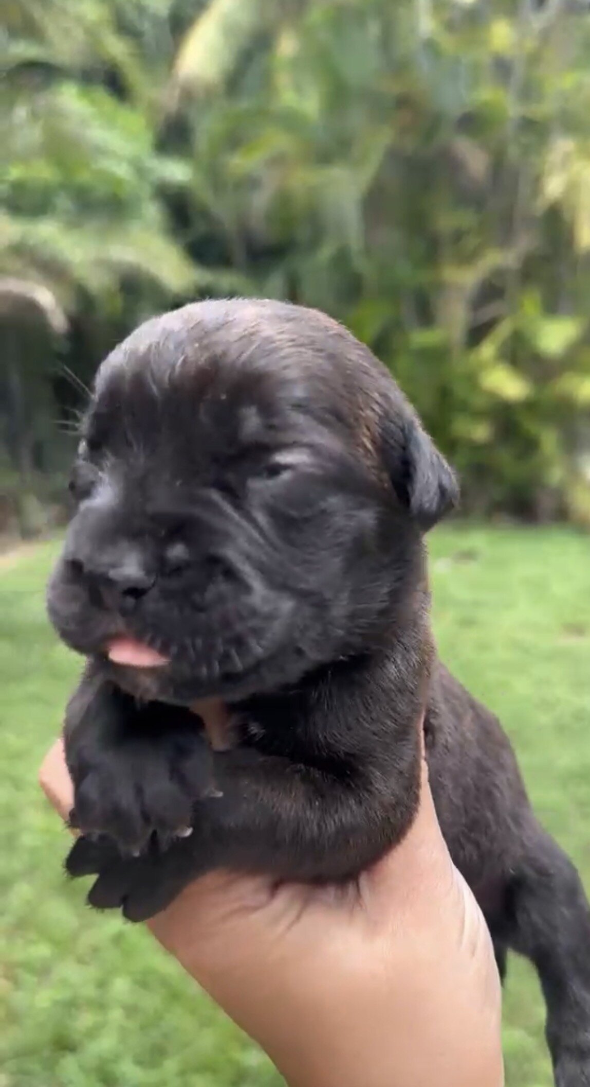 🐾 CANE CORSO / MASTINO ITALIANO PUPPIES AVAILABLE image 2