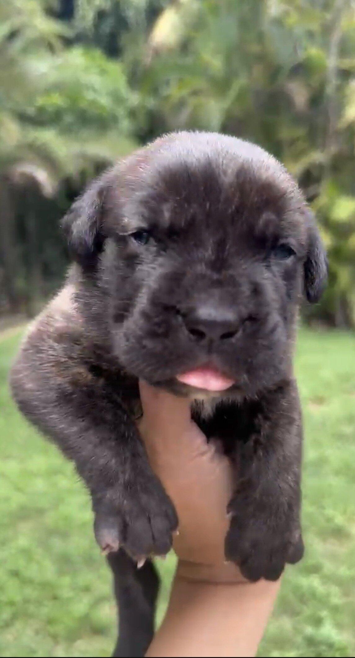 🐾 CANE CORSO / MASTINO ITALIANO PUPPIES AVAILABLE image 6