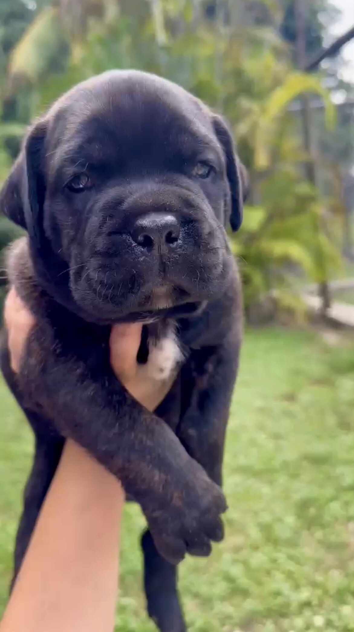🐾 CANE CORSO / MASTINO ITALIANO PUPPIES AVAILABLE image 1