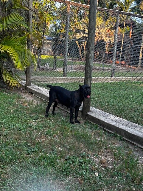 🐾 CANE CORSO / MASTINO ITALIANO PUPPIES AVAILABLE image 9