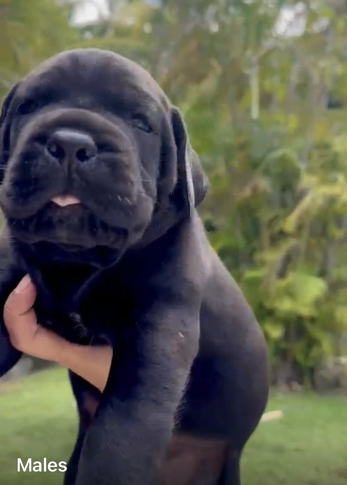🐾 CANE CORSO / MASTINO ITALIANO PUPPIES AVAILABLE image 4