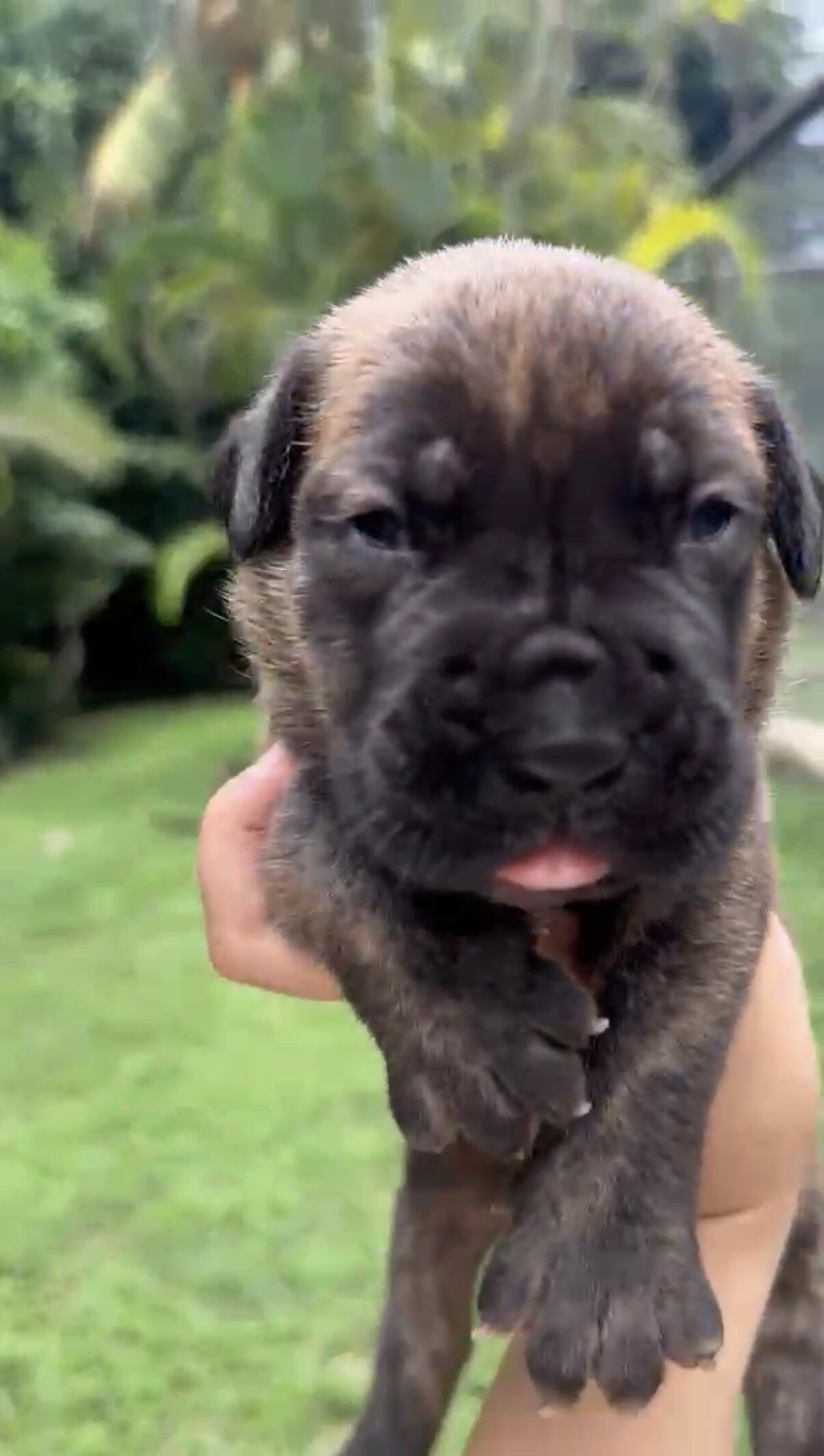 🐾 CANE CORSO / MASTINO ITALIANO PUPPIES AVAILABLE image 3