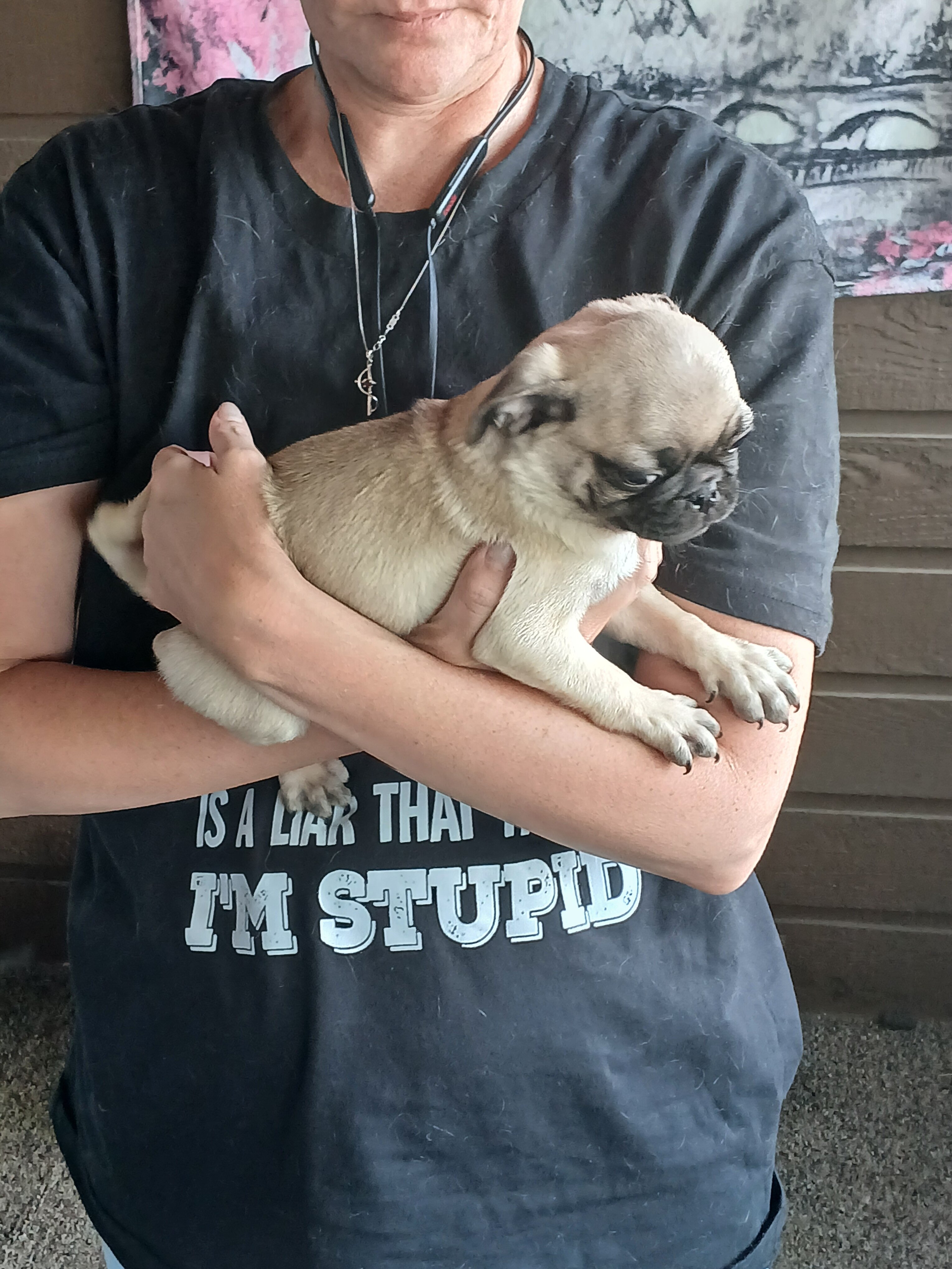 Pugs image 4