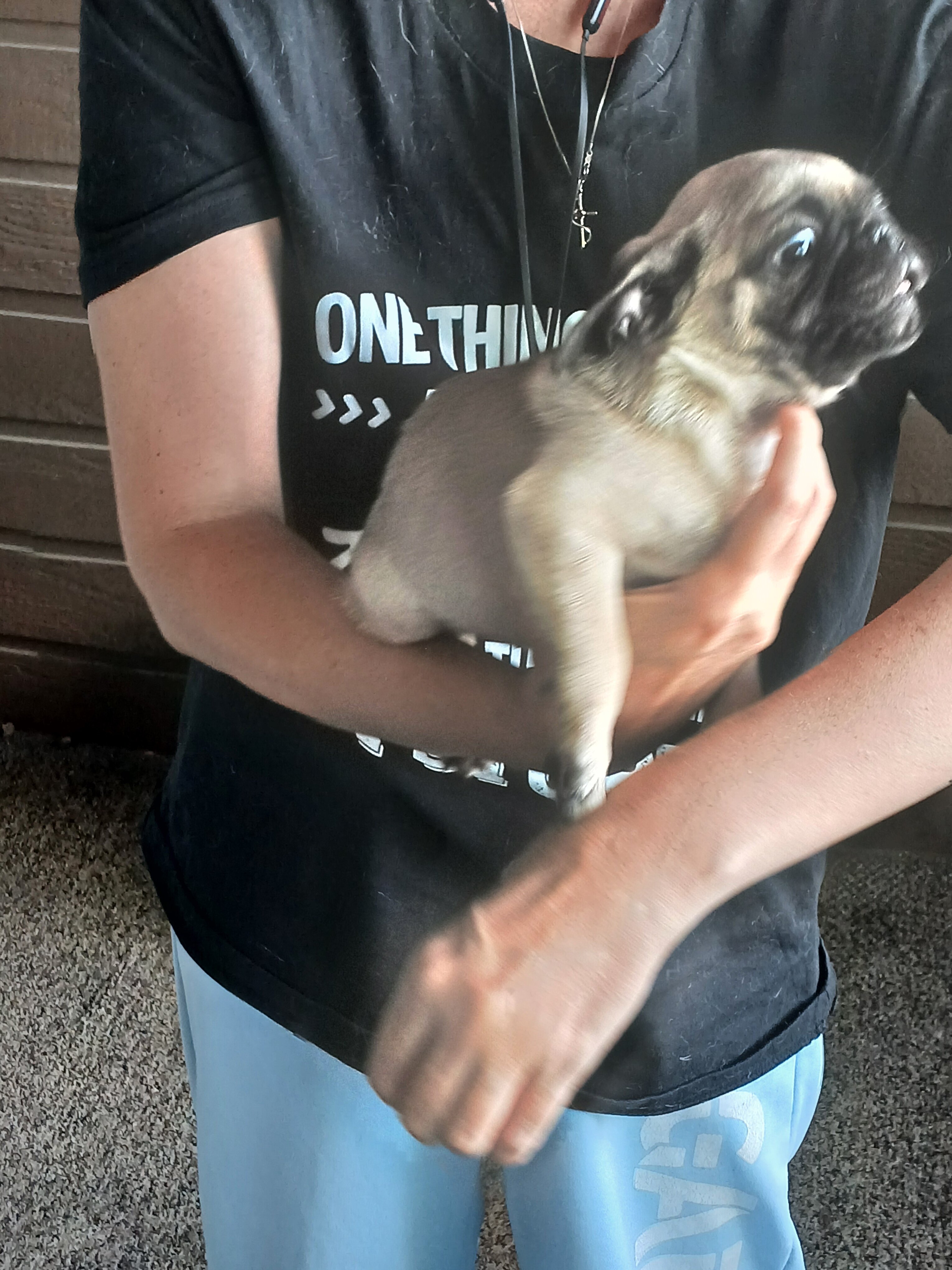 Pugs image 3