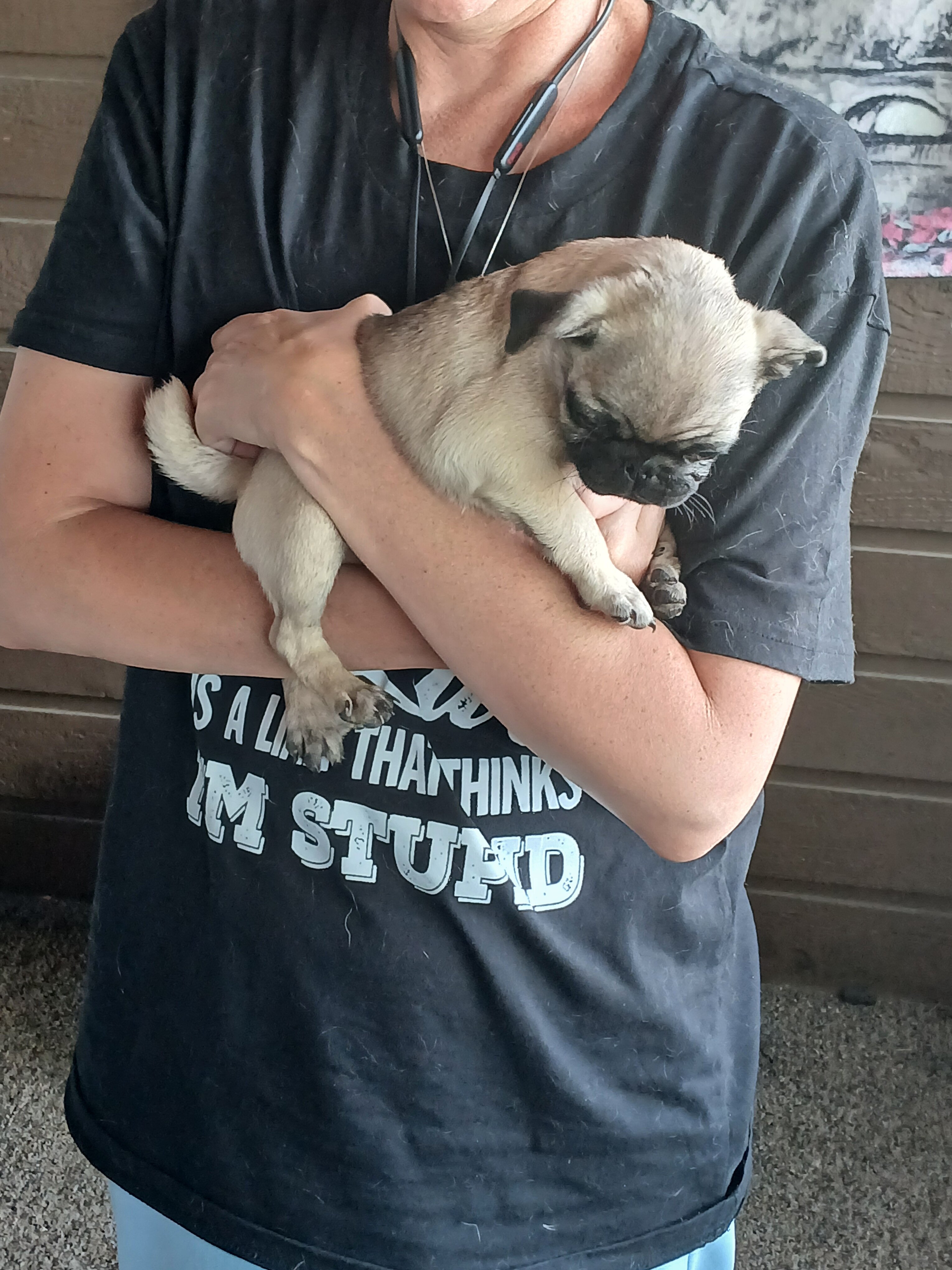 Pugs image 2