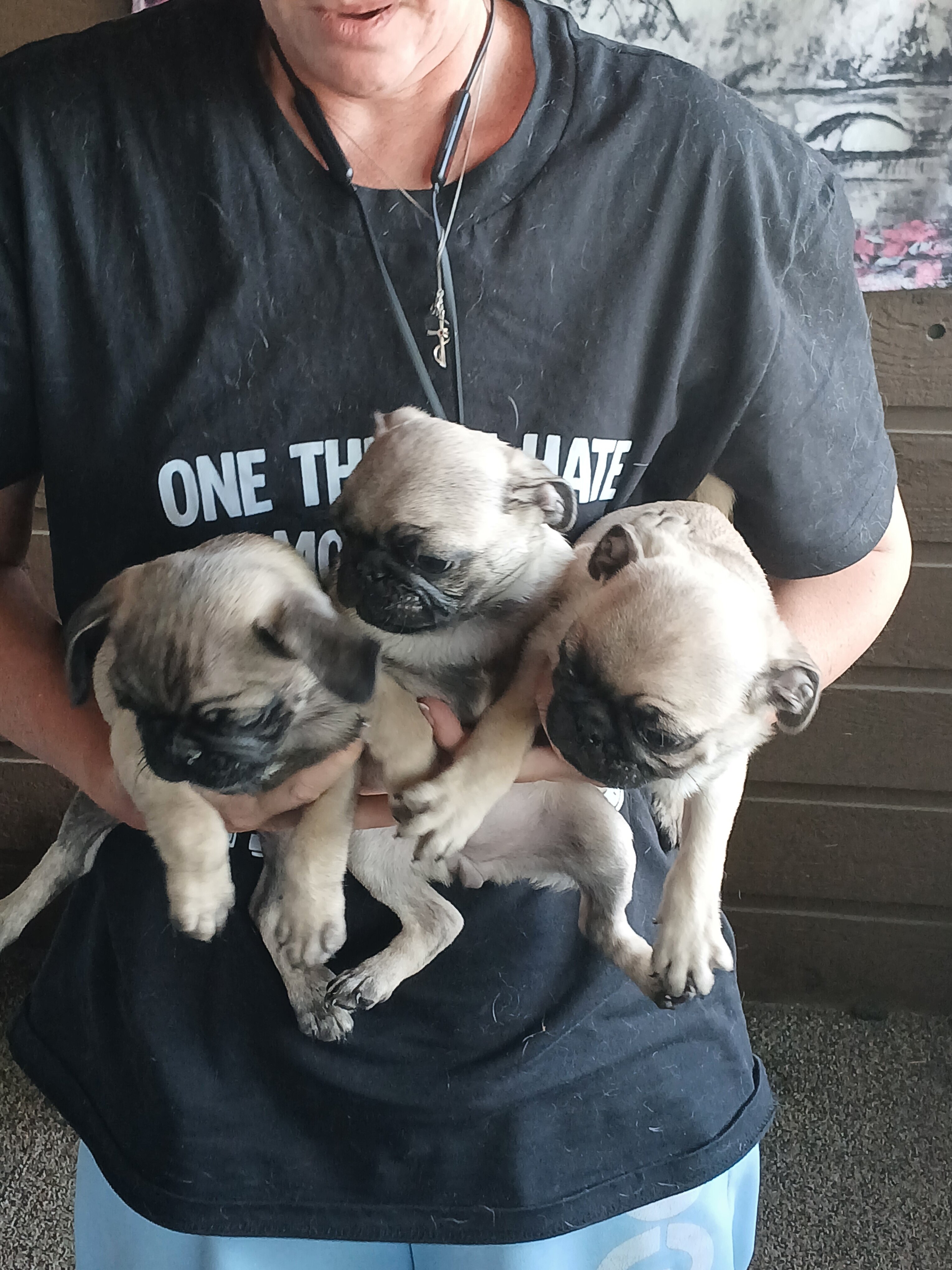 Pugs image 1