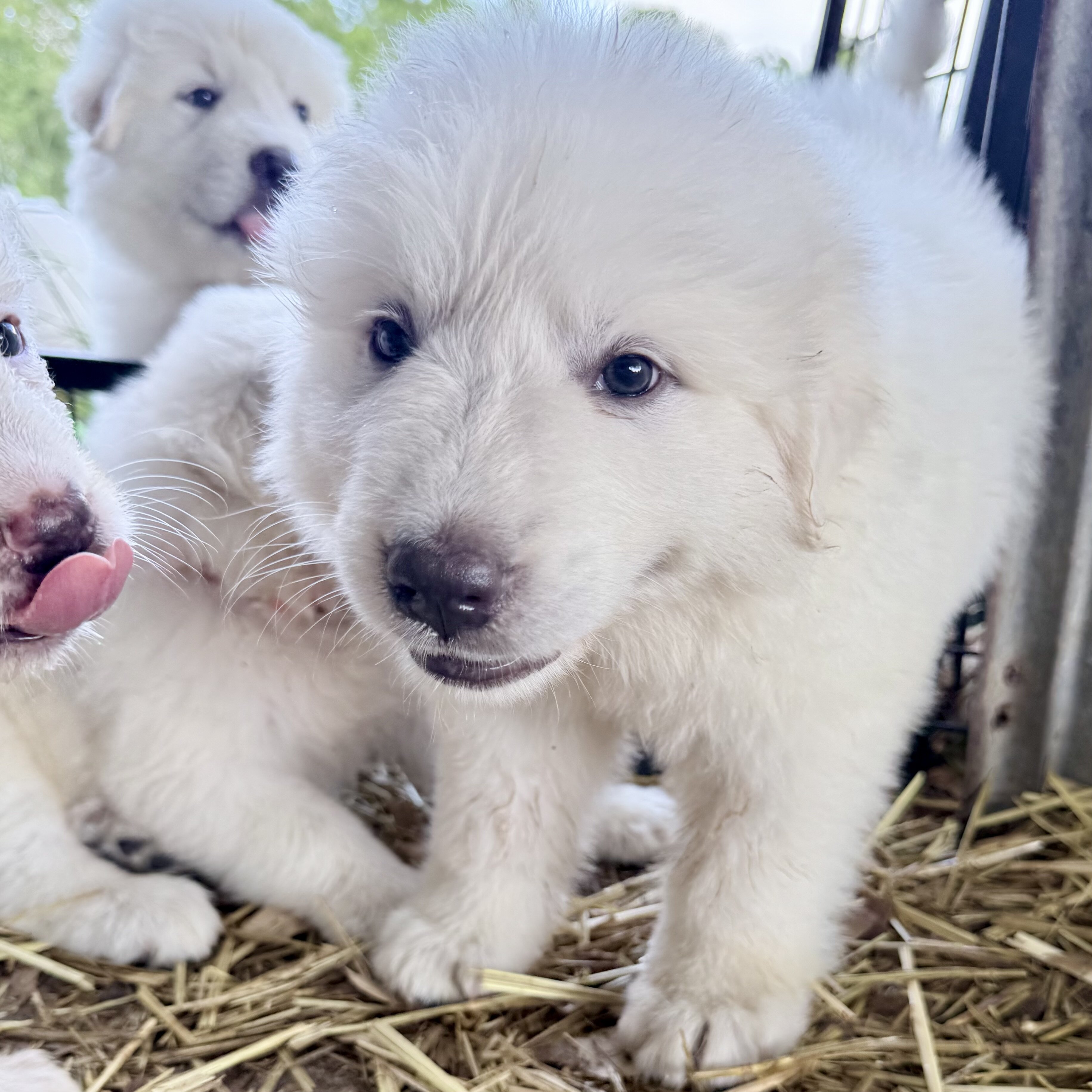 Great Pyrenees Puppies image 2