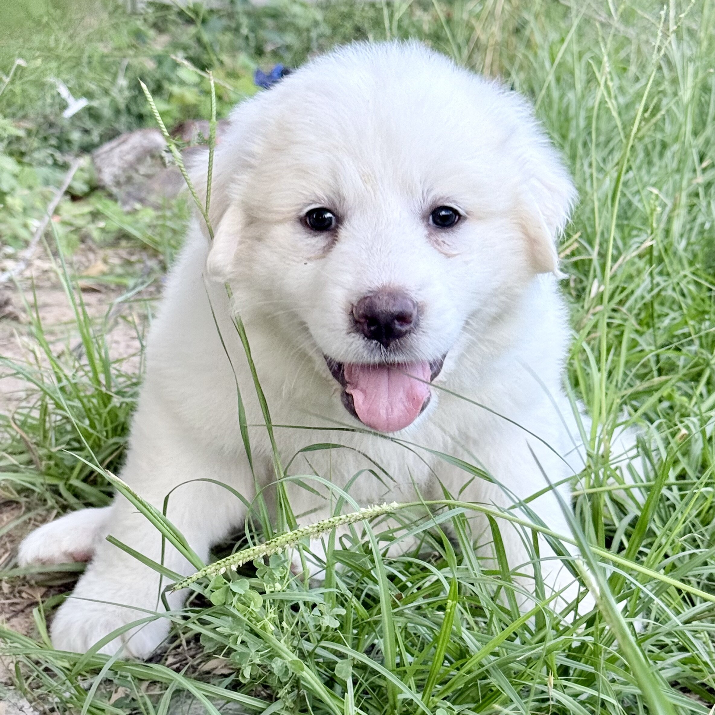 Great Pyrenees Puppies image 1