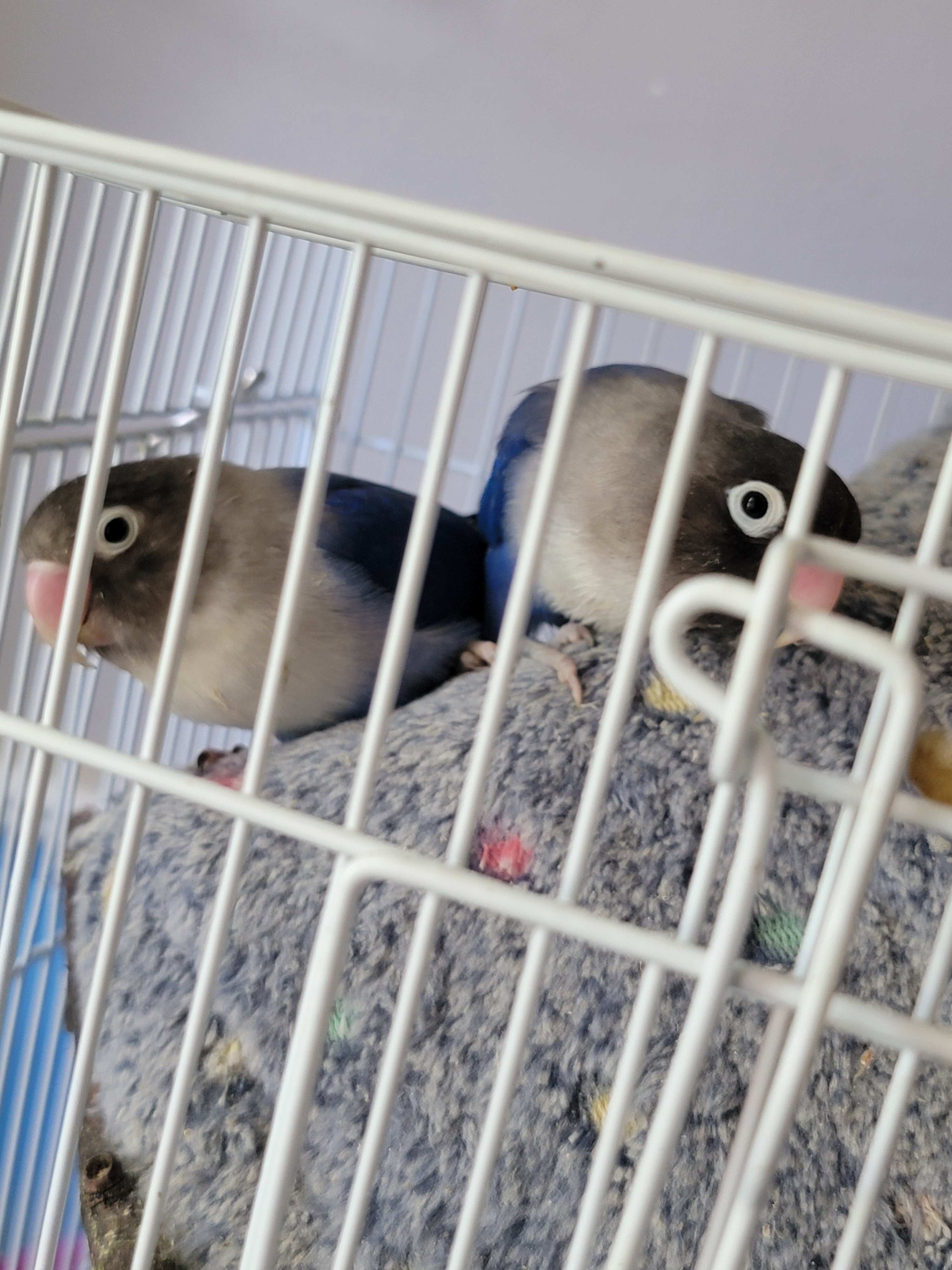 Lovebirds image 1