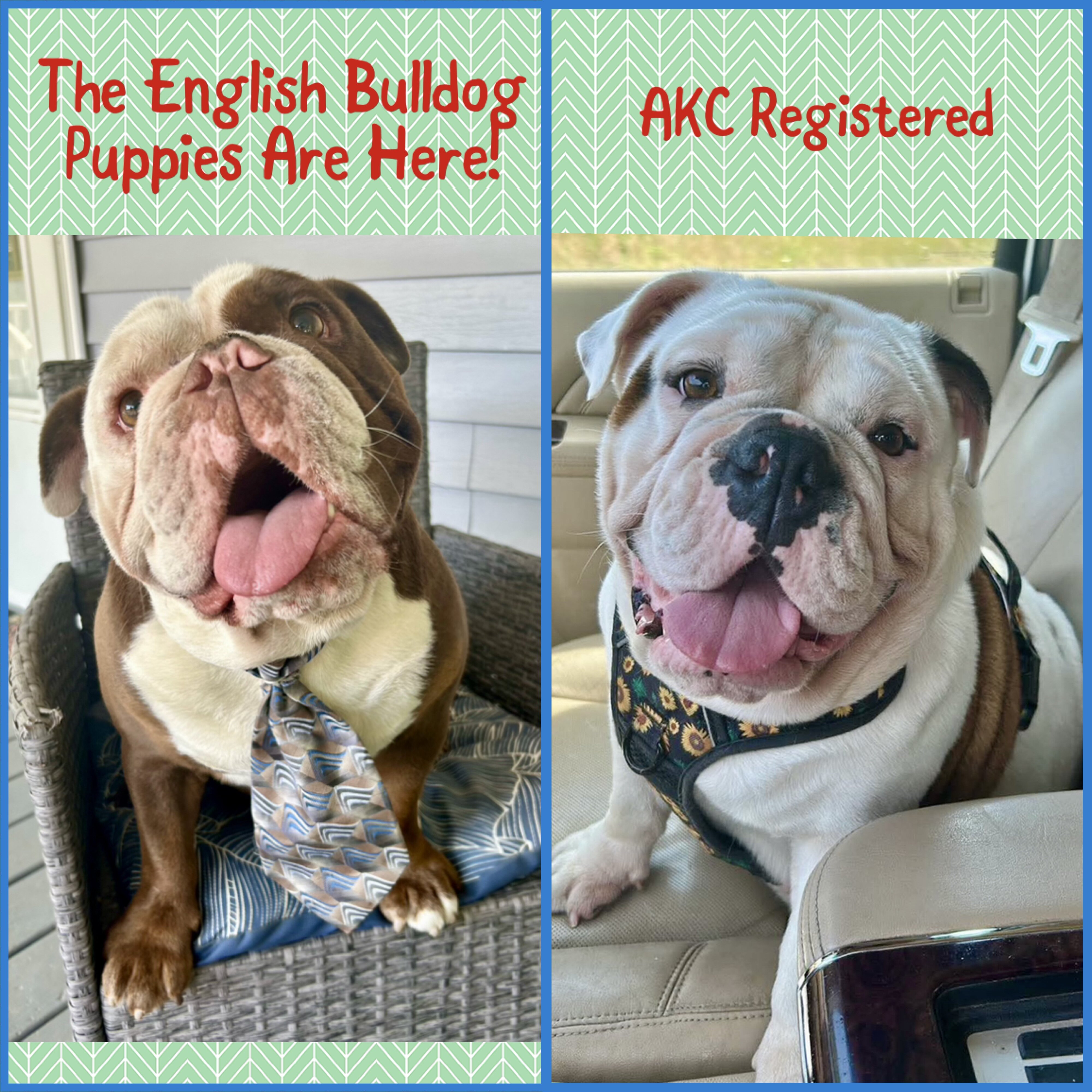 English Bulldog puppies image 3