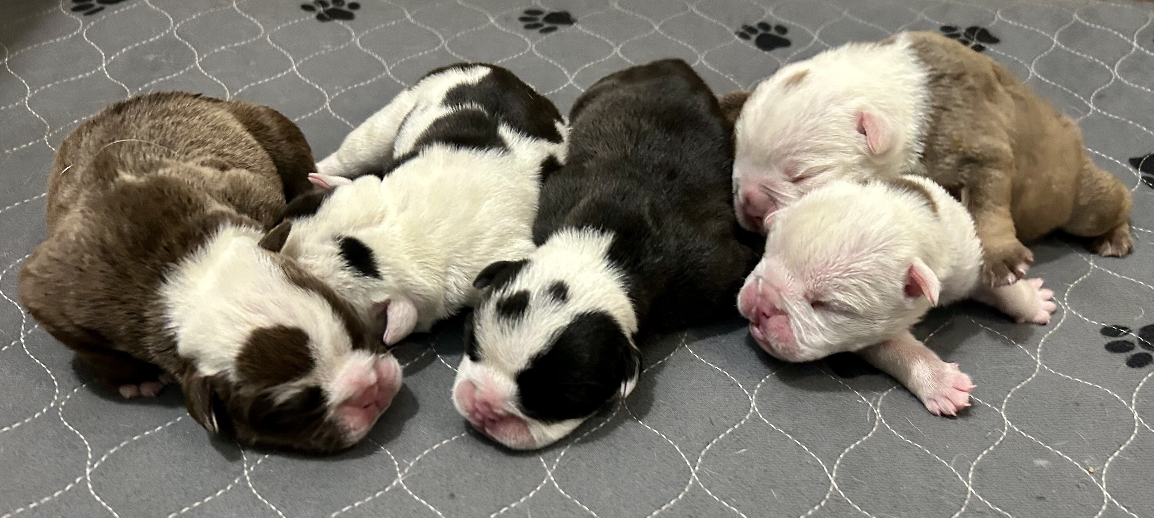 English Bulldog puppies image 2
