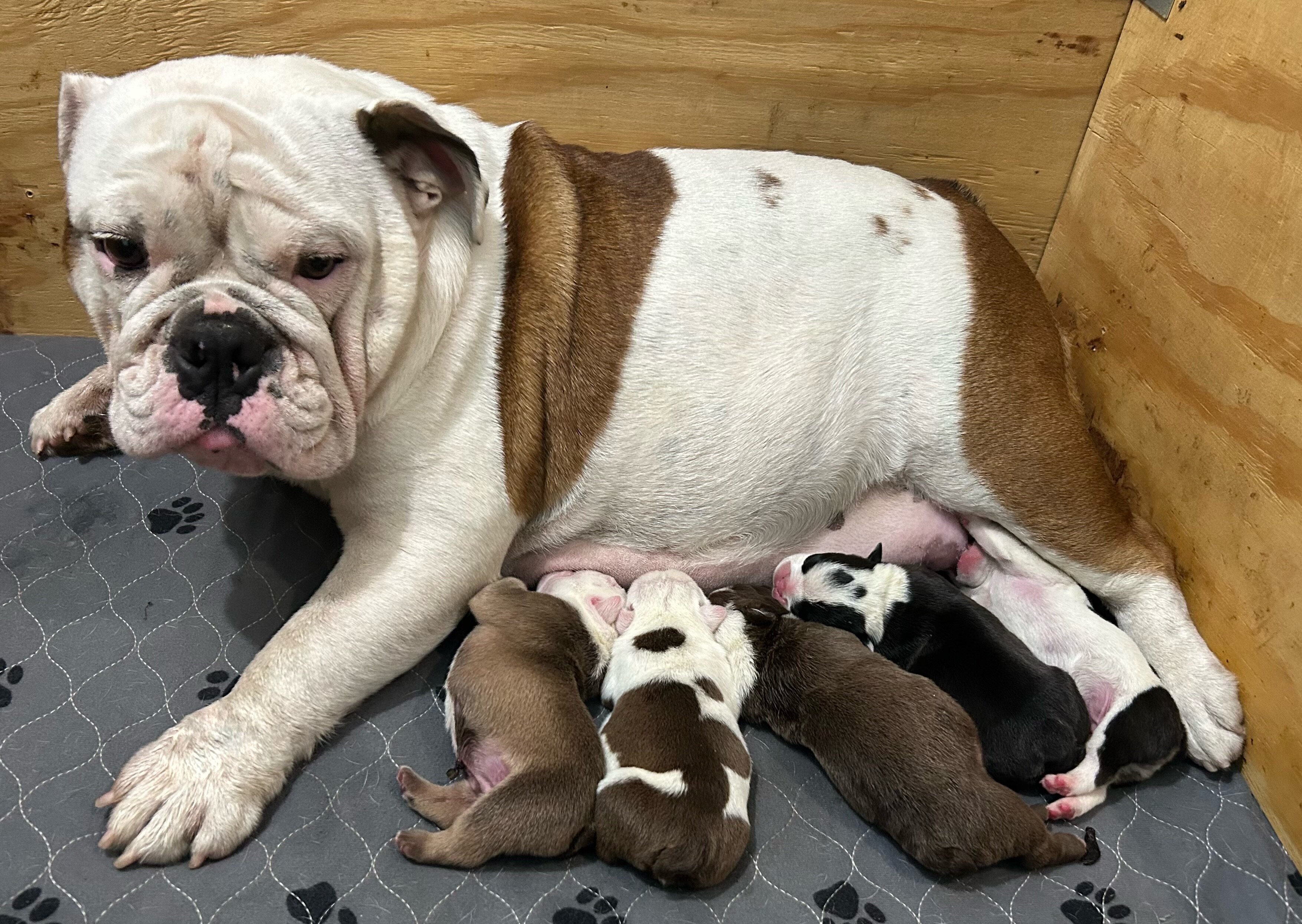 English Bulldog puppies image 1