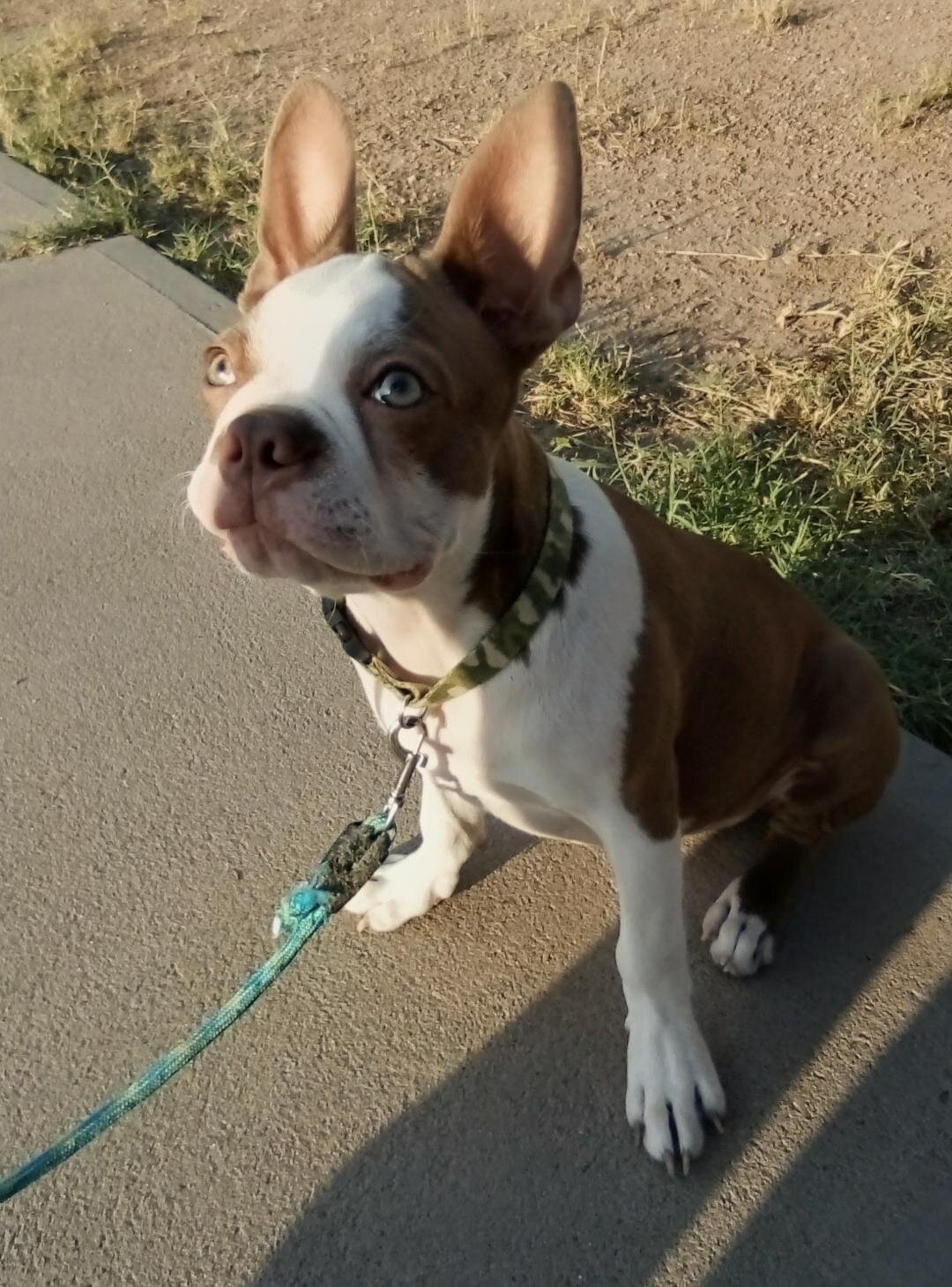 Rehoming my pup image 1