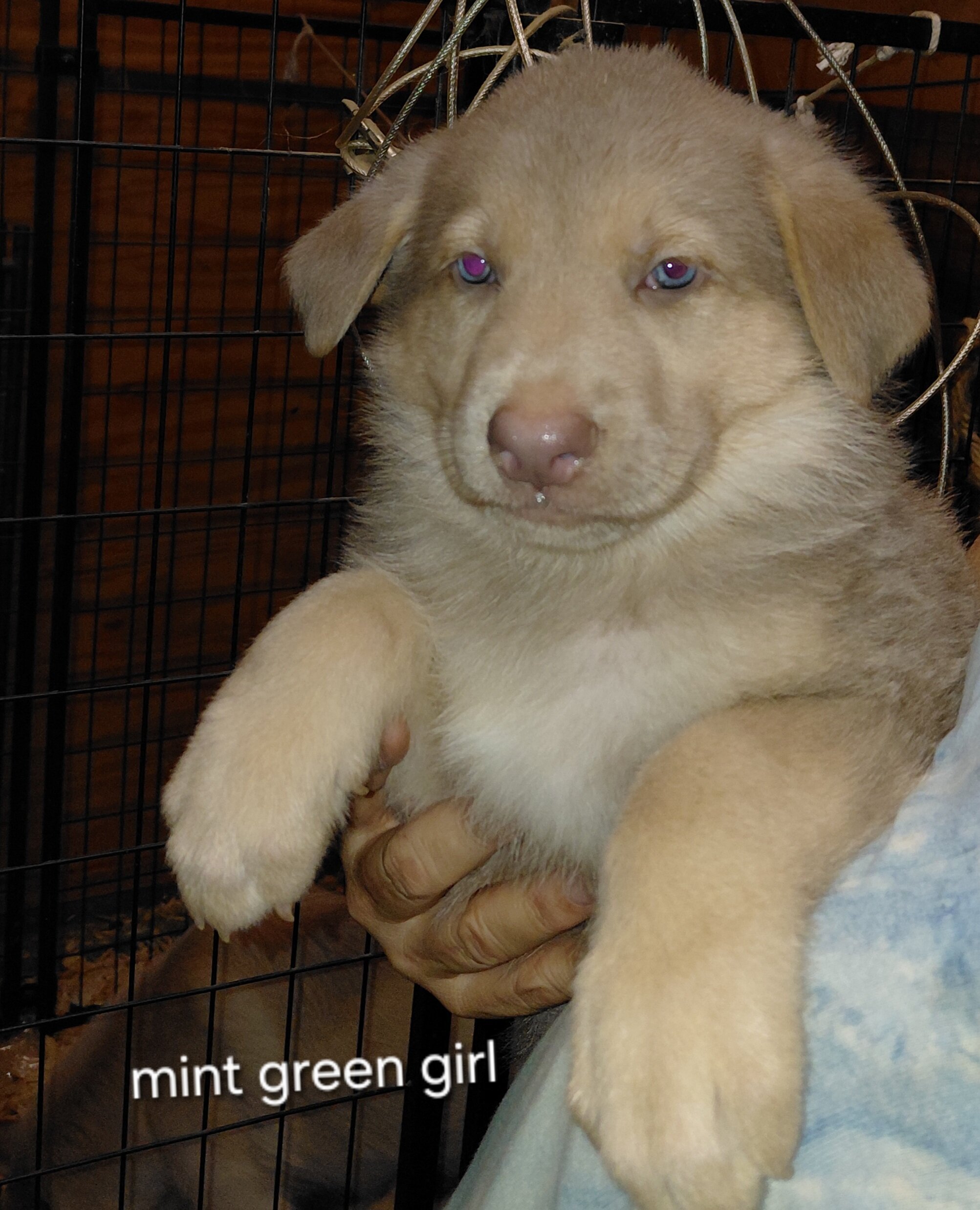 German shepherd puppies image 4