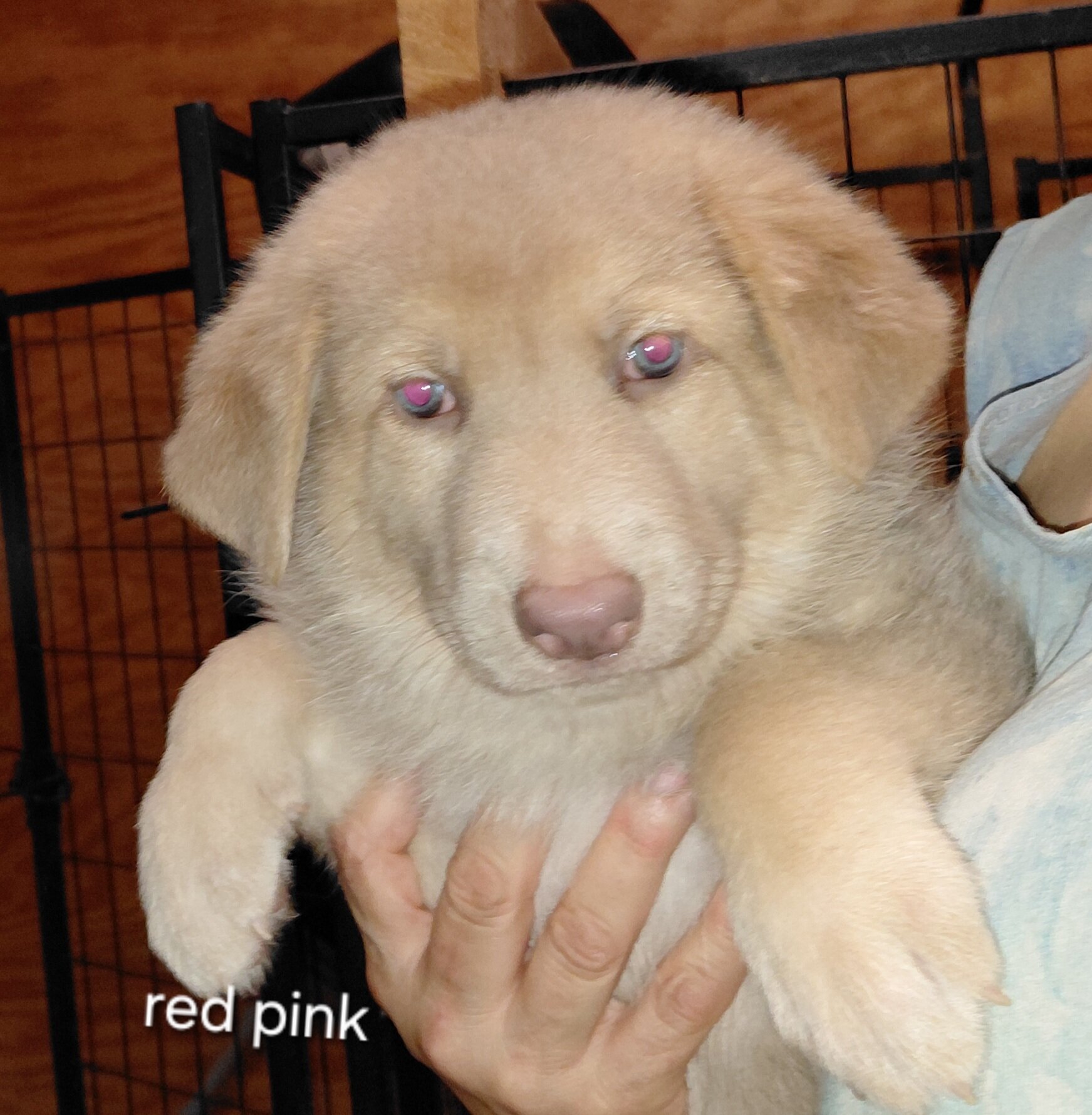 German shepherd puppies image 6