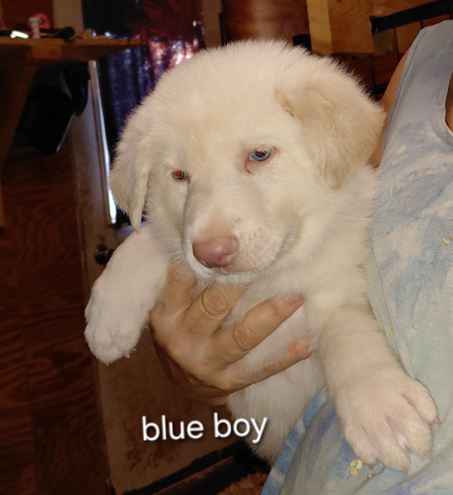 German shepherd puppies image 5