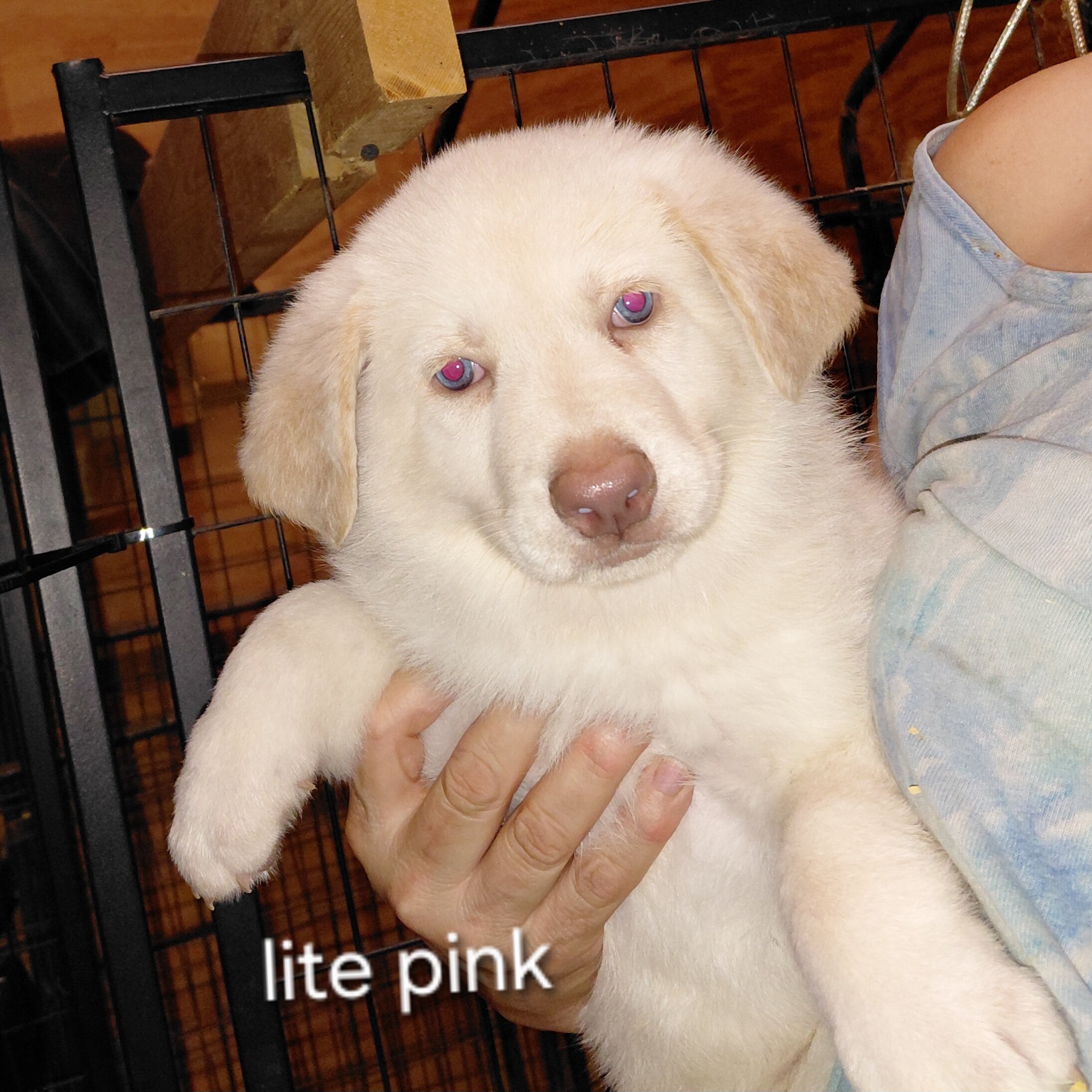 German shepherd puppies image 3