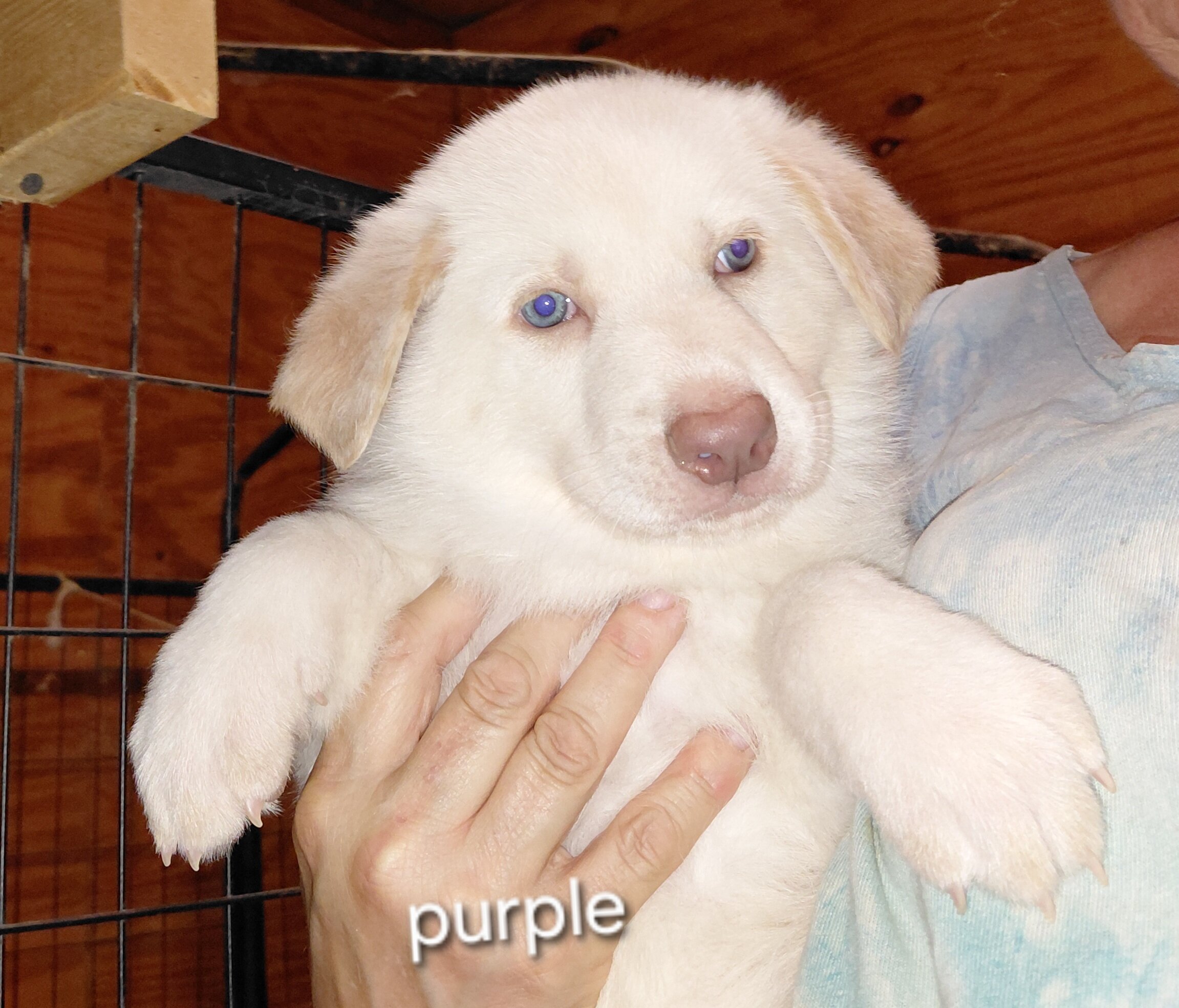 German shepherd puppies image 2