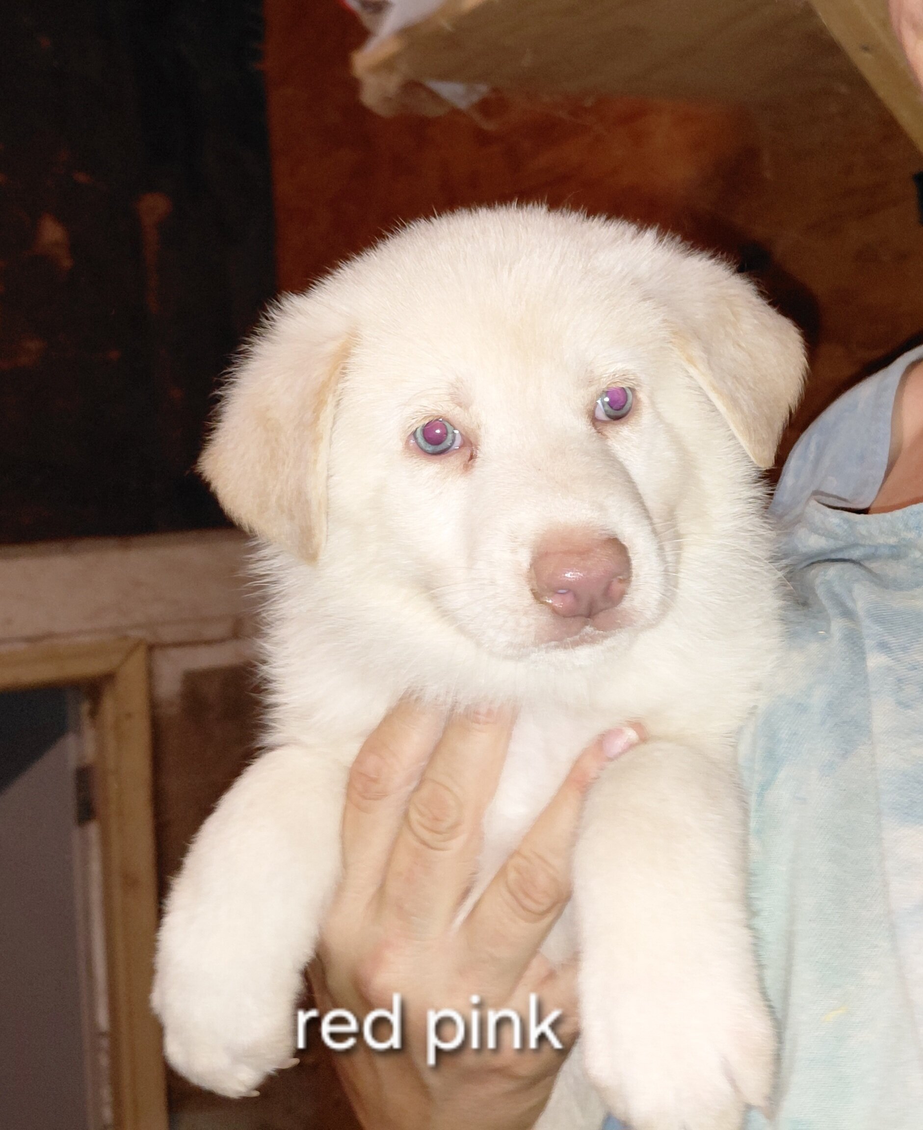 German shepherd puppies image 1