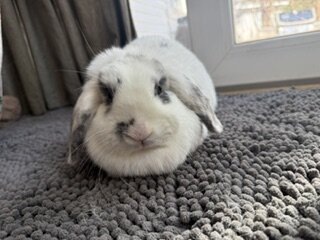 Rehoming Holland Lop Bunnies image 7