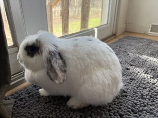 Rehoming Holland Lop Bunnies image 6