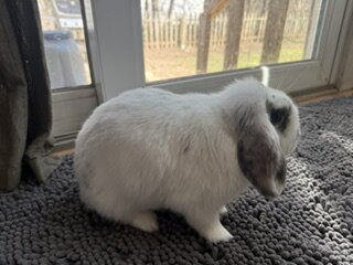 Rehoming Holland Lop Bunnies image 5