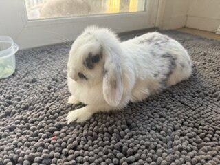 Rehoming Holland Lop Bunnies image 4