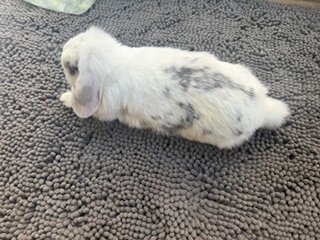 Rehoming Holland Lop Bunnies image 3