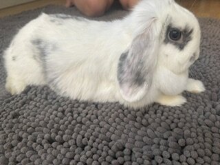 Rehoming Holland Lop Bunnies image 2