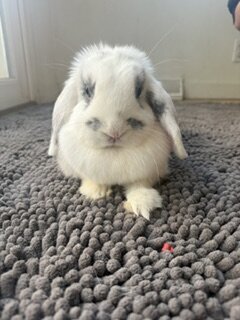 Rehoming Holland Lop Bunnies image 1