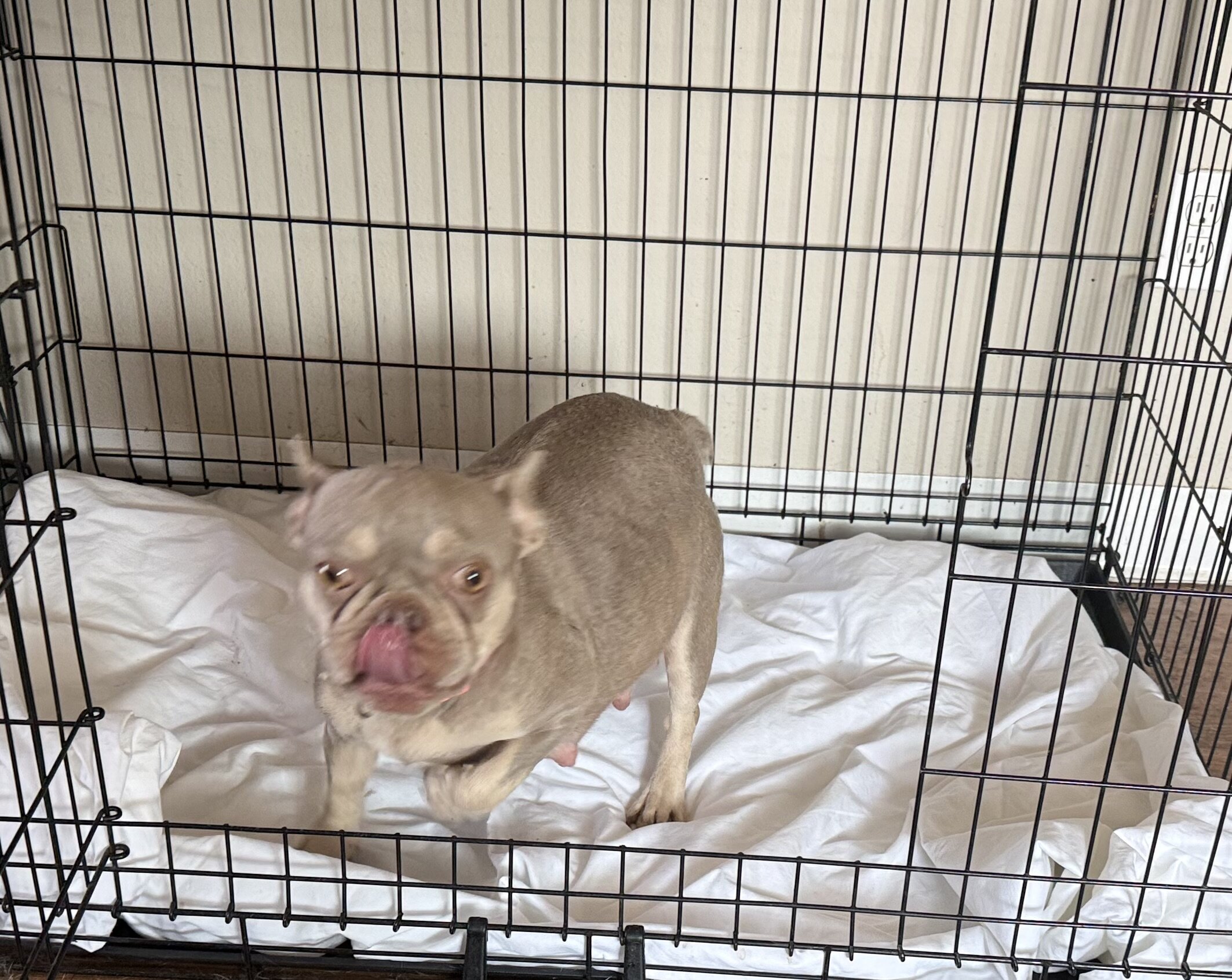 French bulldog puppies image 2