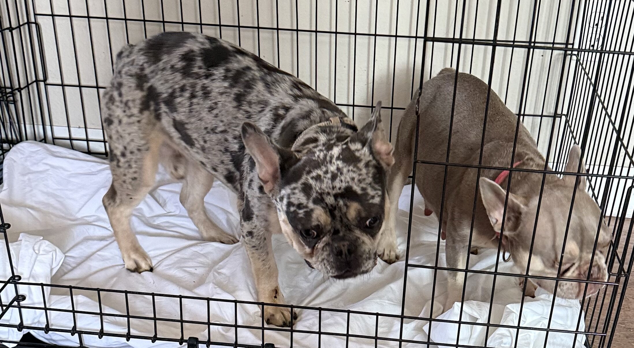 French bulldog puppies image 3