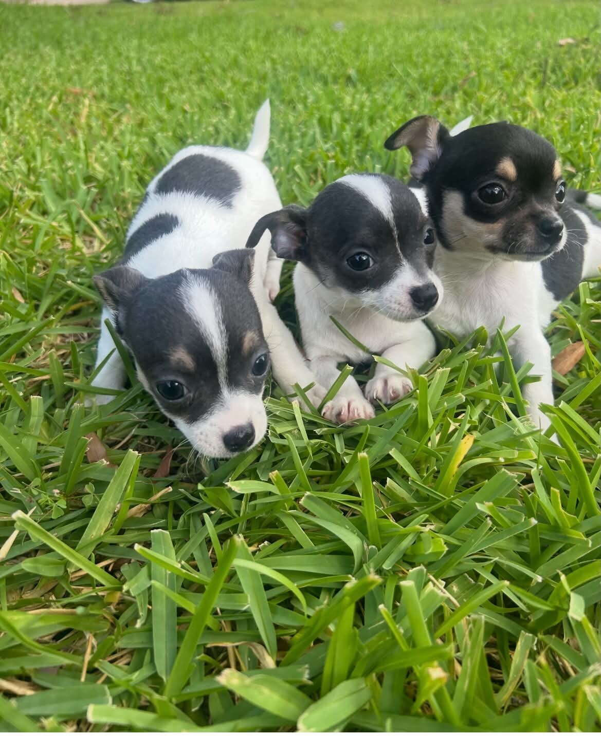 Chihuahua Puppies image 1
