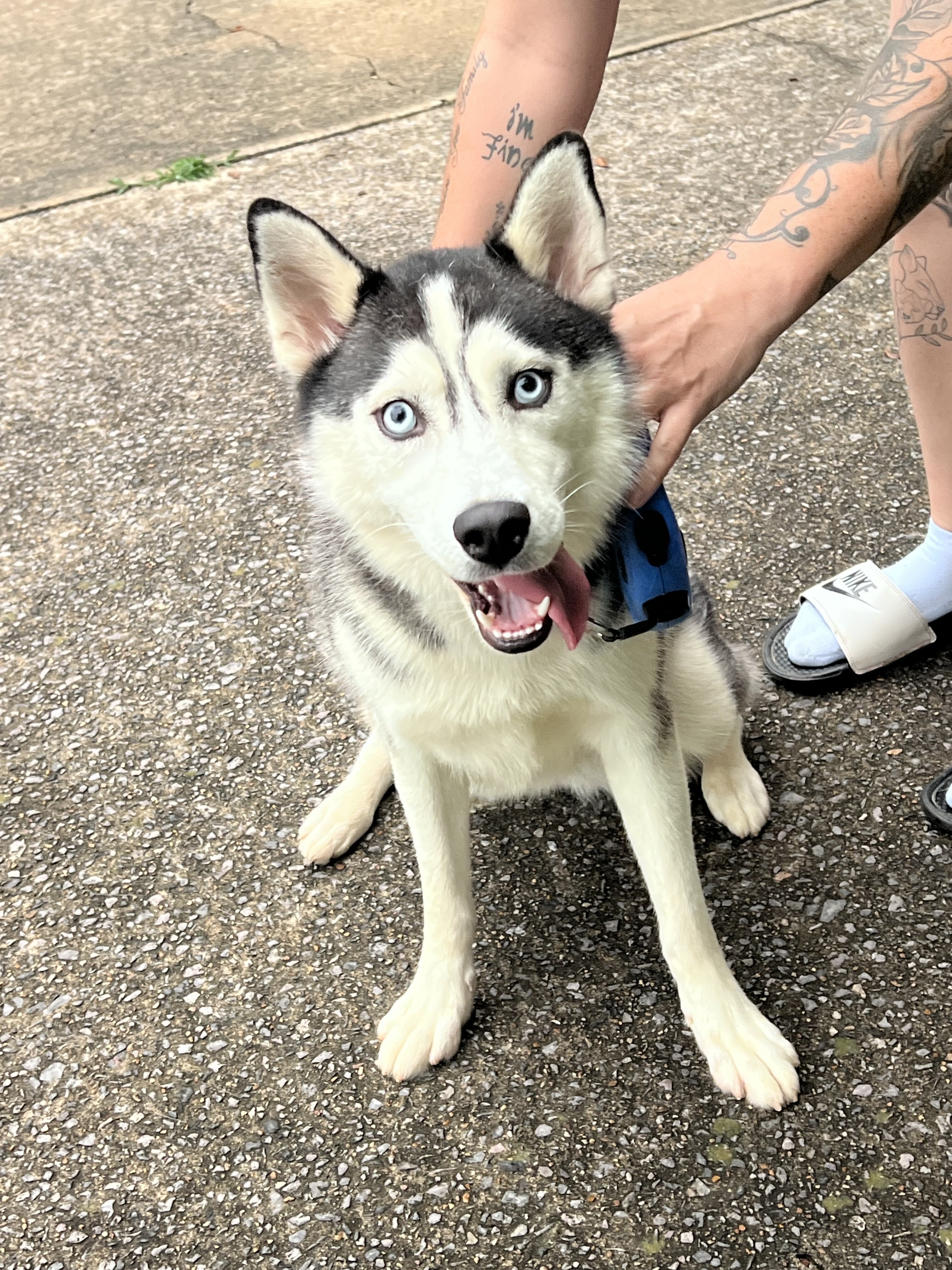 Female Husky image 2