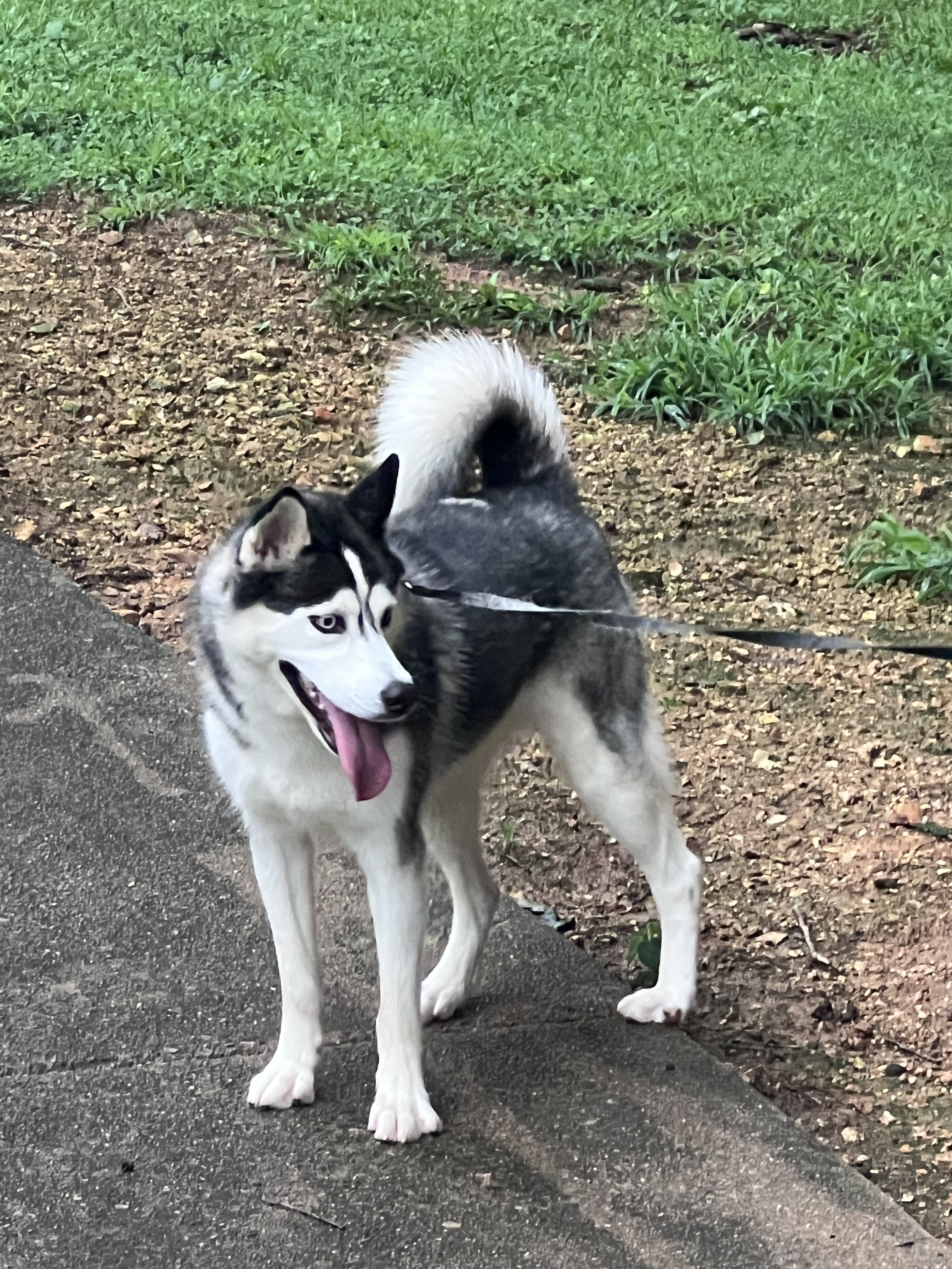 Female Husky image 3