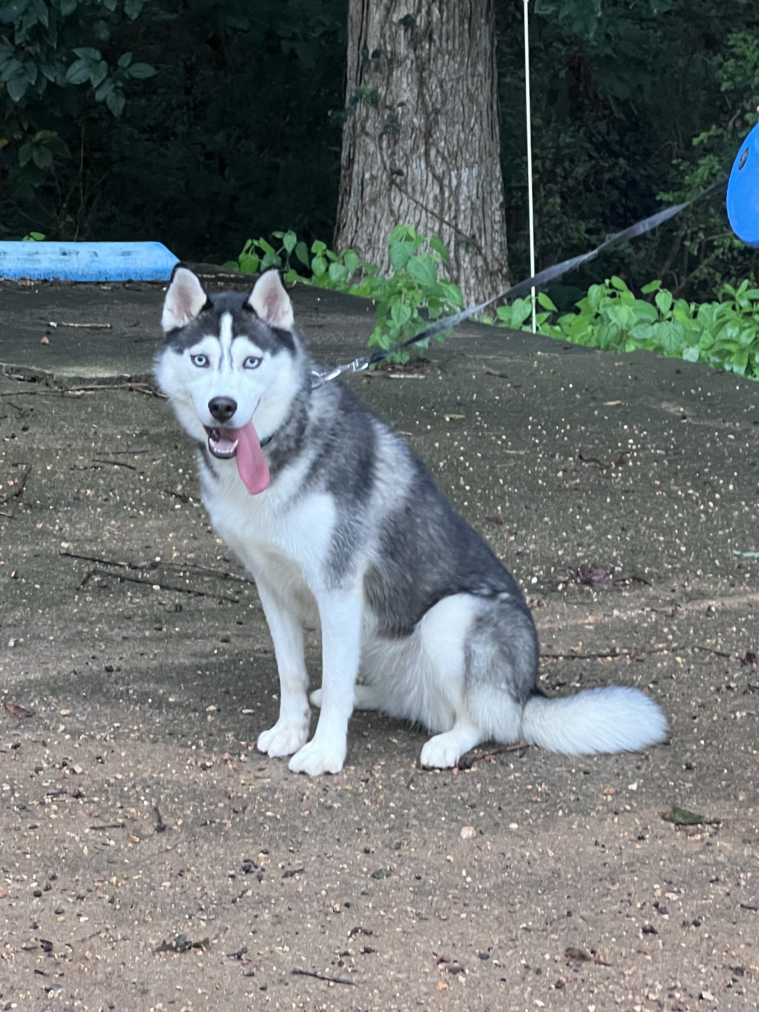 Female Husky image 1