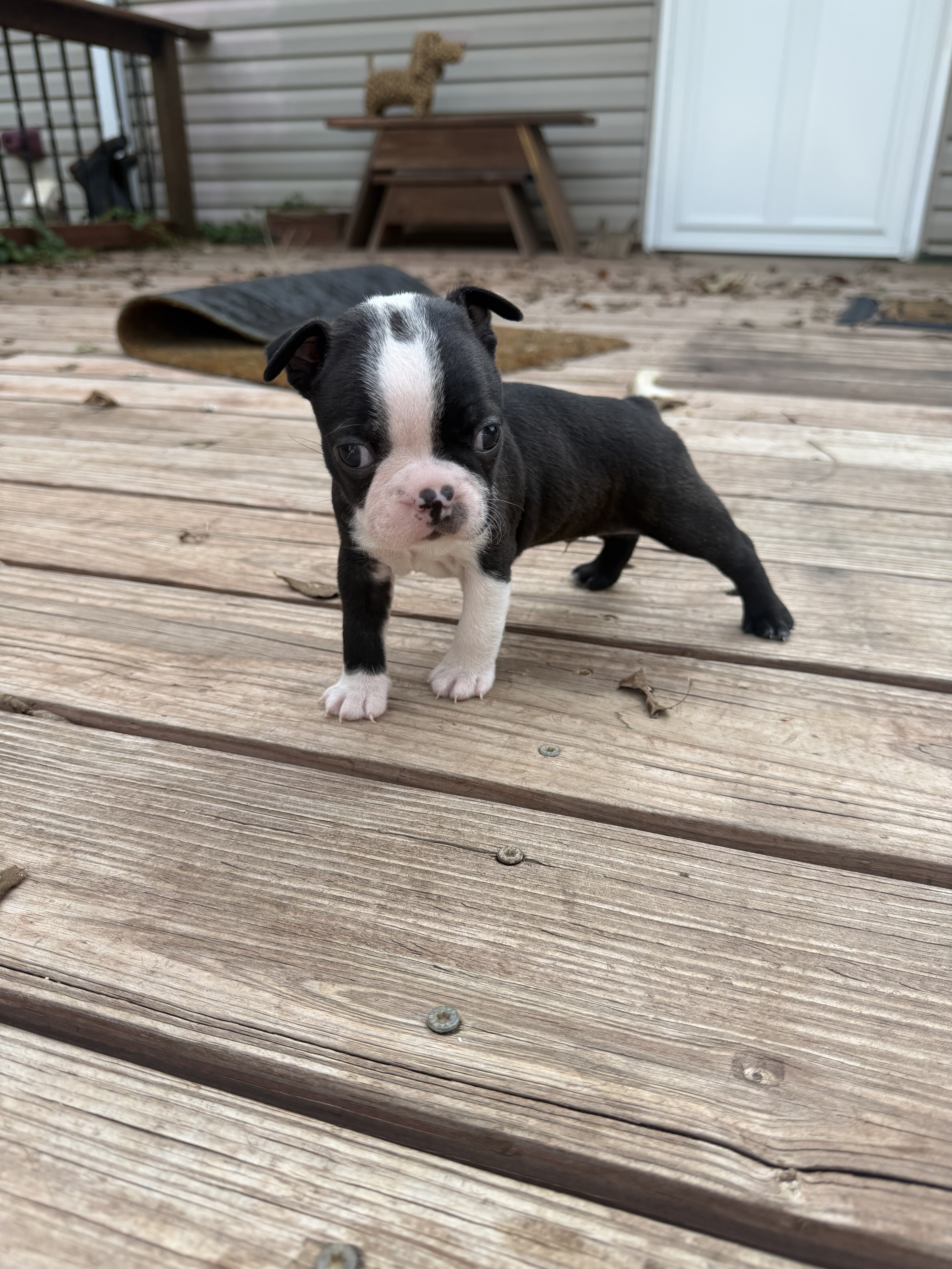 Cute b&w male Boston terrier image 1