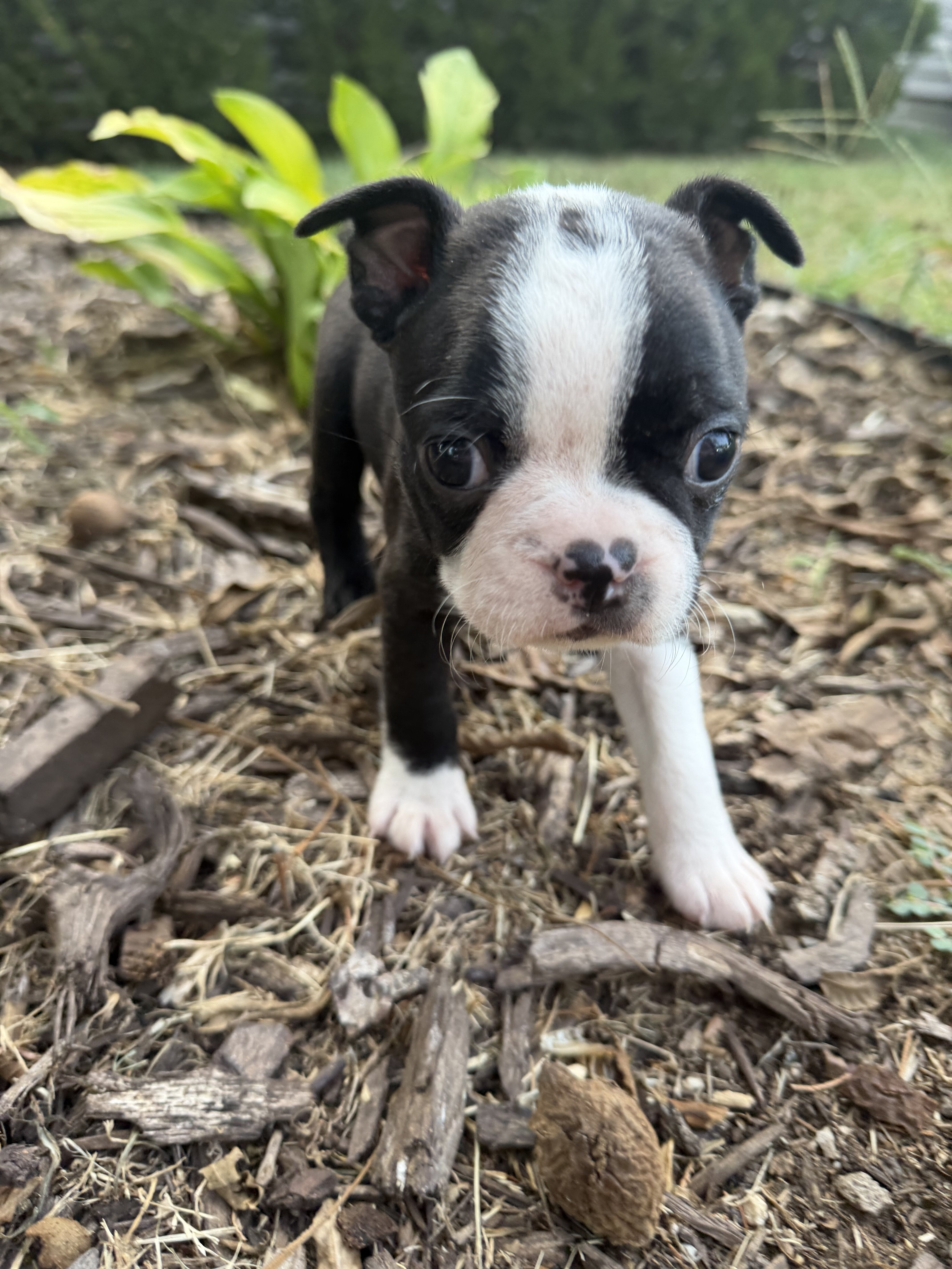 Cute b&w male Boston terrier image 3