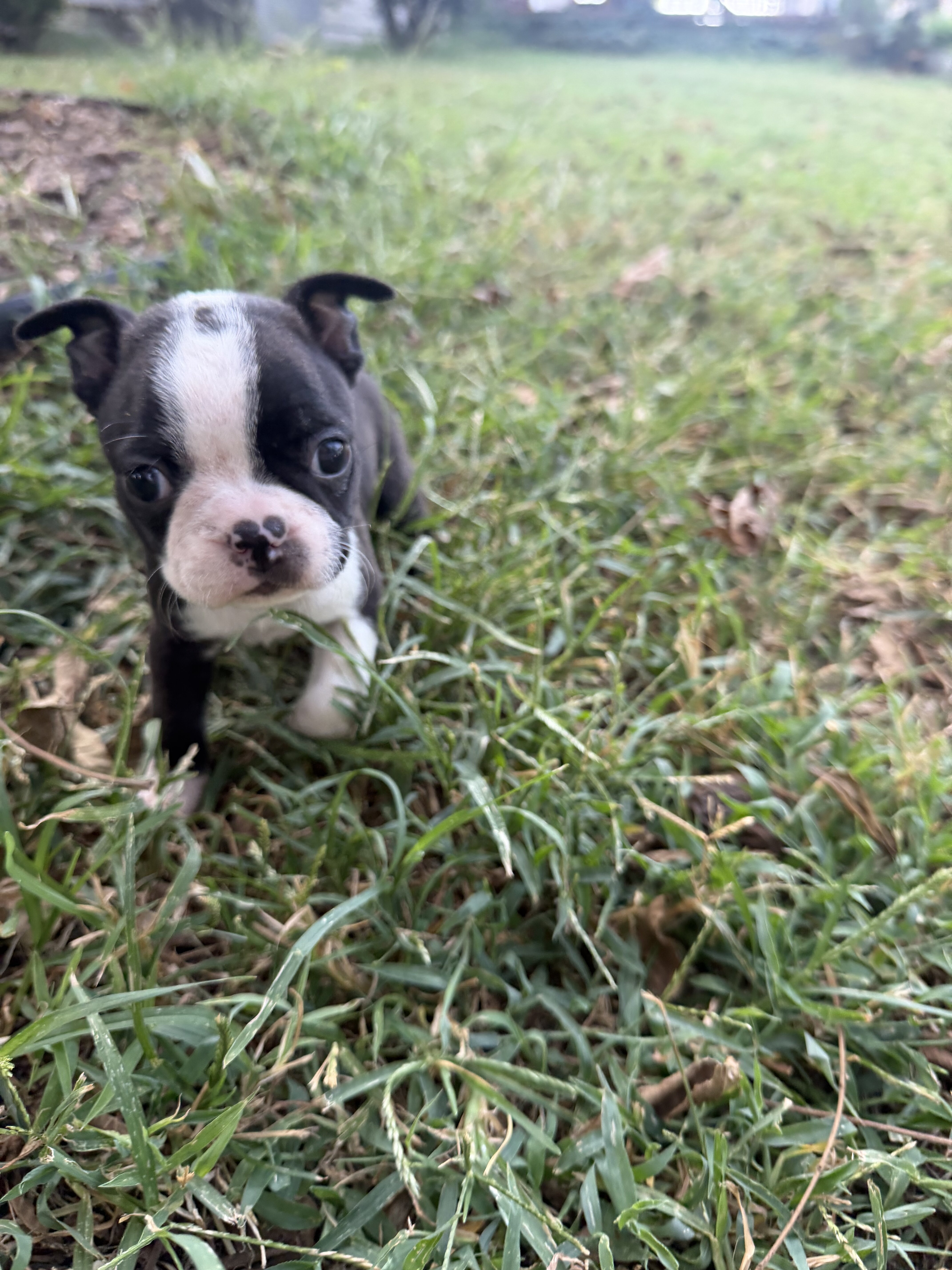 Cute b&w male Boston terrier image 4