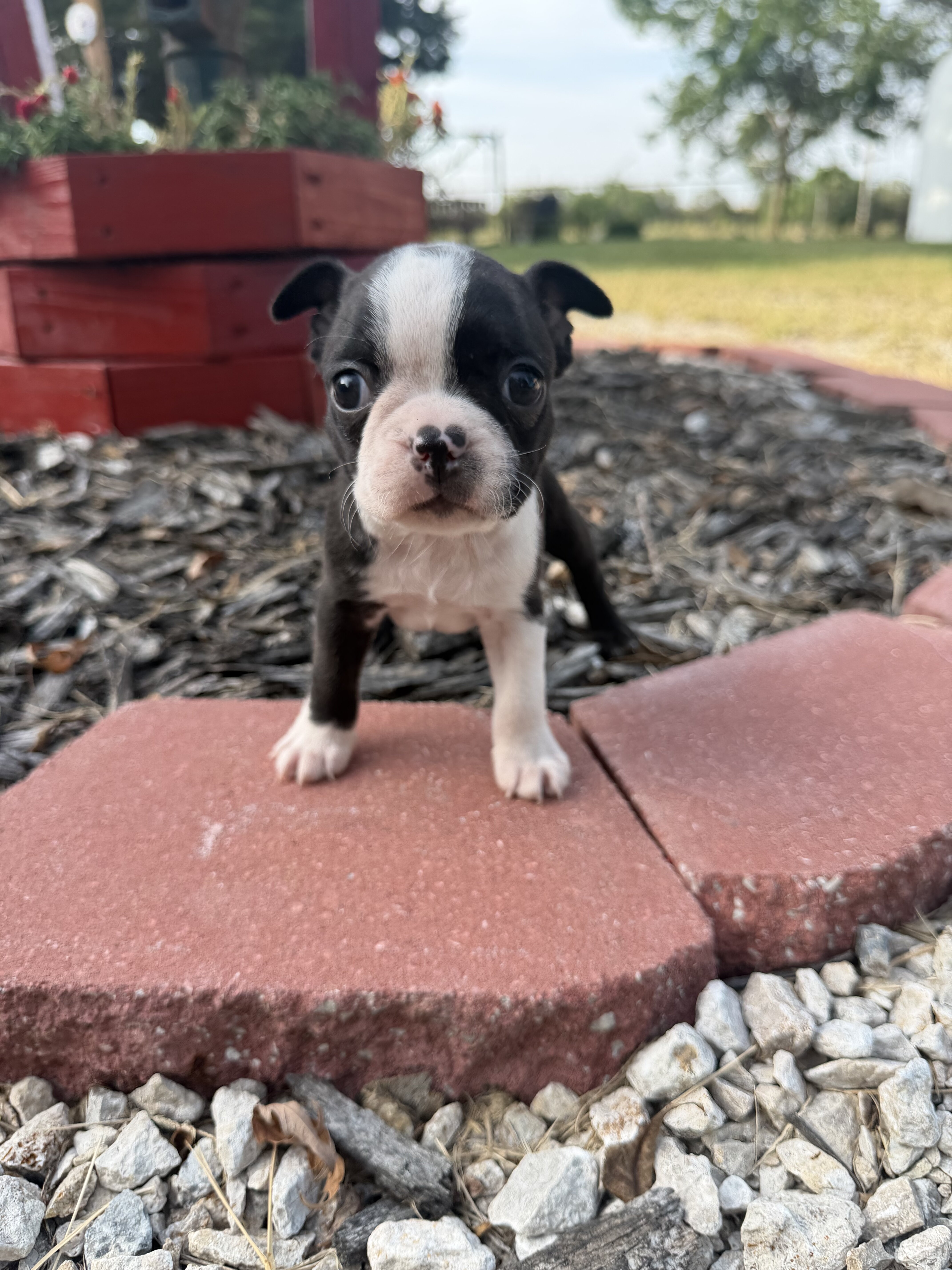 Cute b&w male Boston terrier image 2